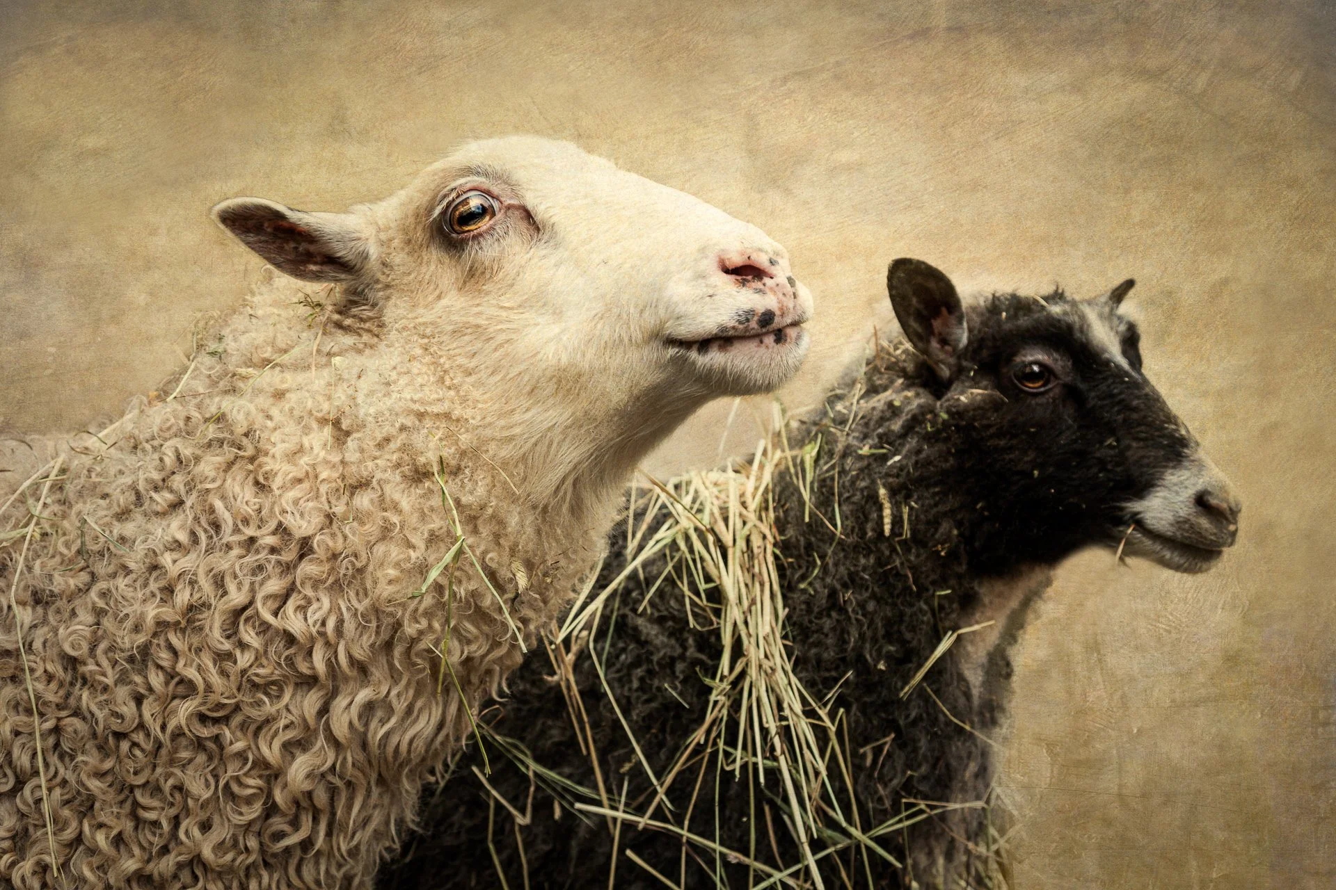 Two sheep, one with curly white wool and the other with black wool, sitting on straw against a beige background.