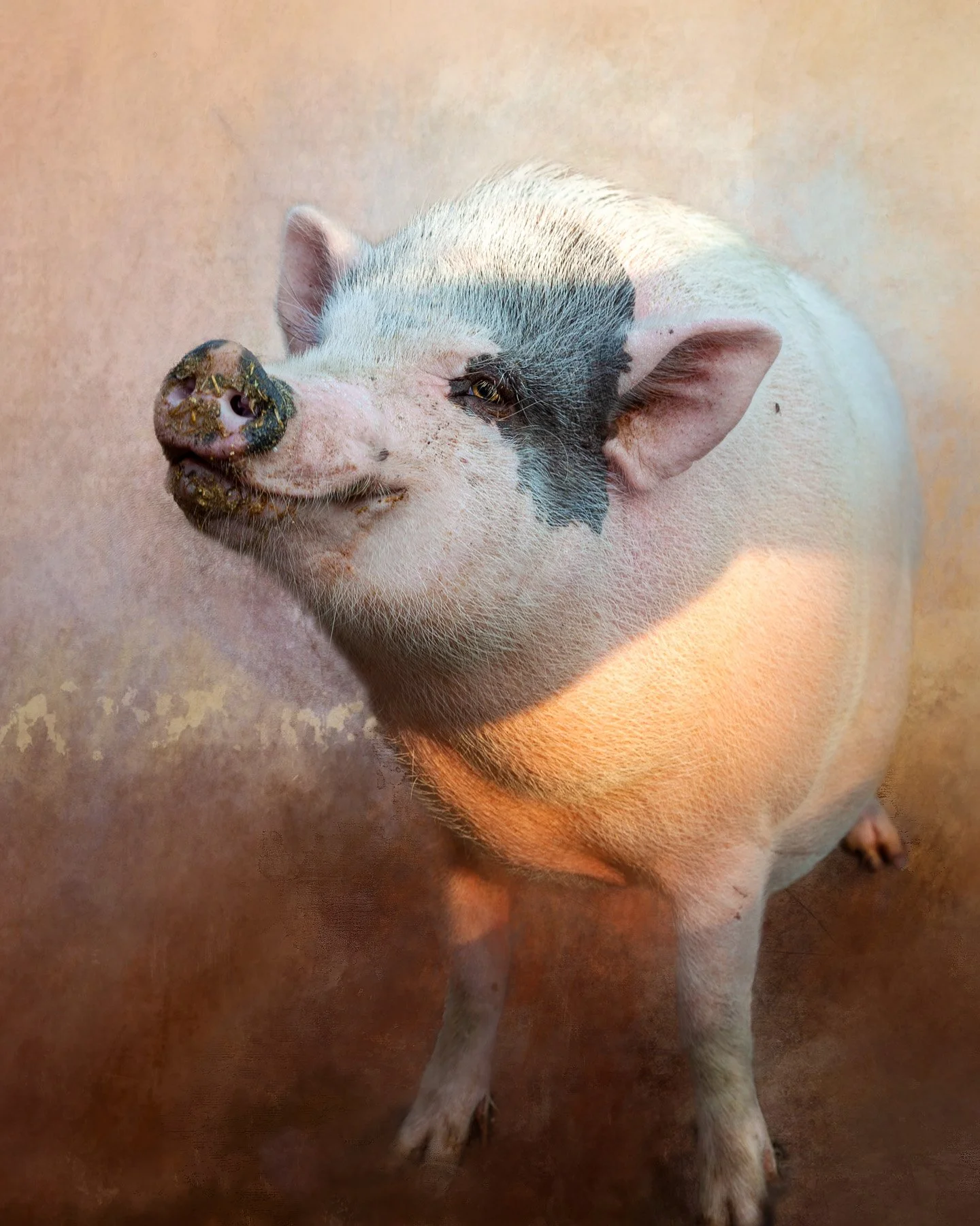 A smiling pig with a muddy snout and black markings around one eye.
