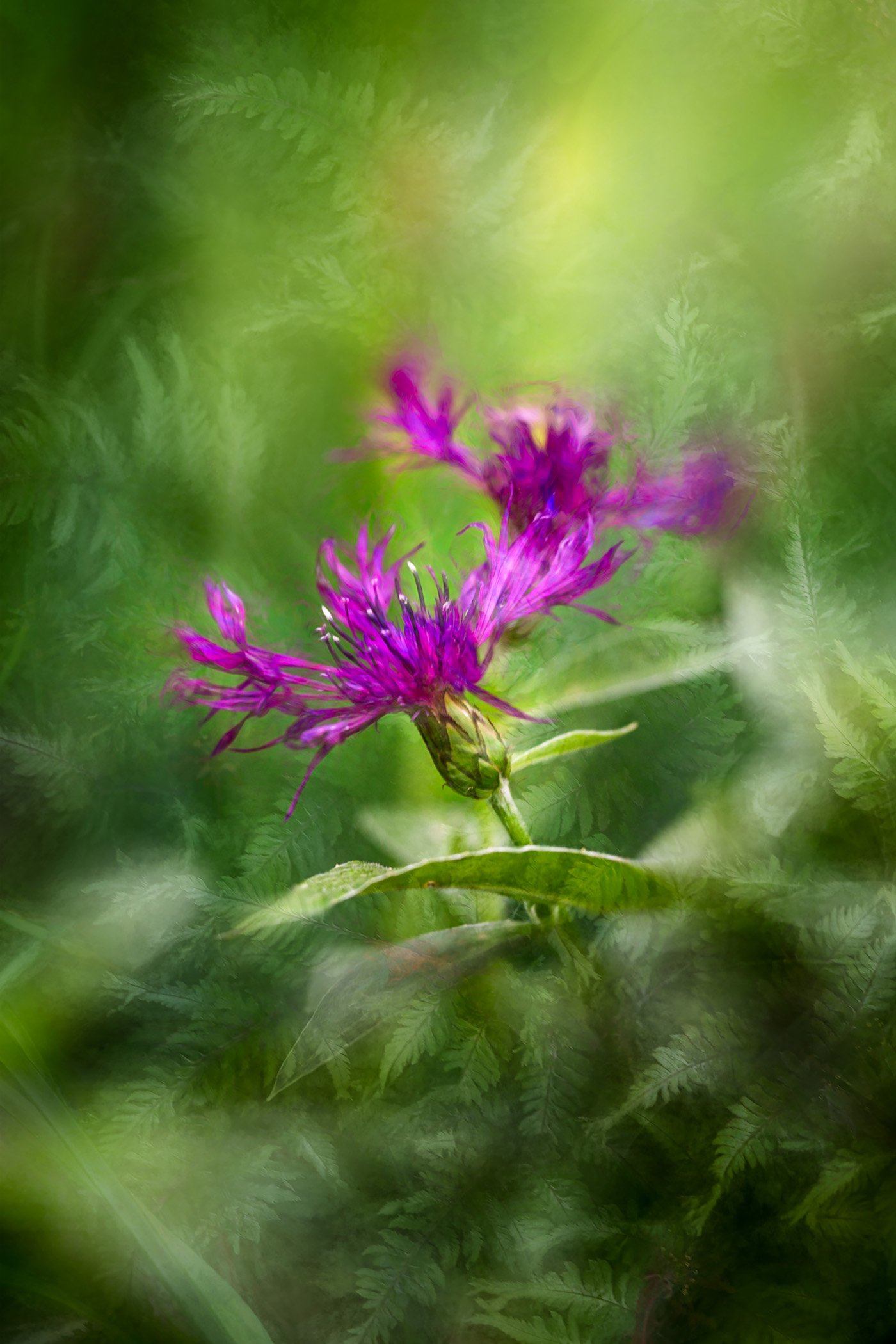 Close-up of a vibrant purple flower with elongated petals and green foliage background.