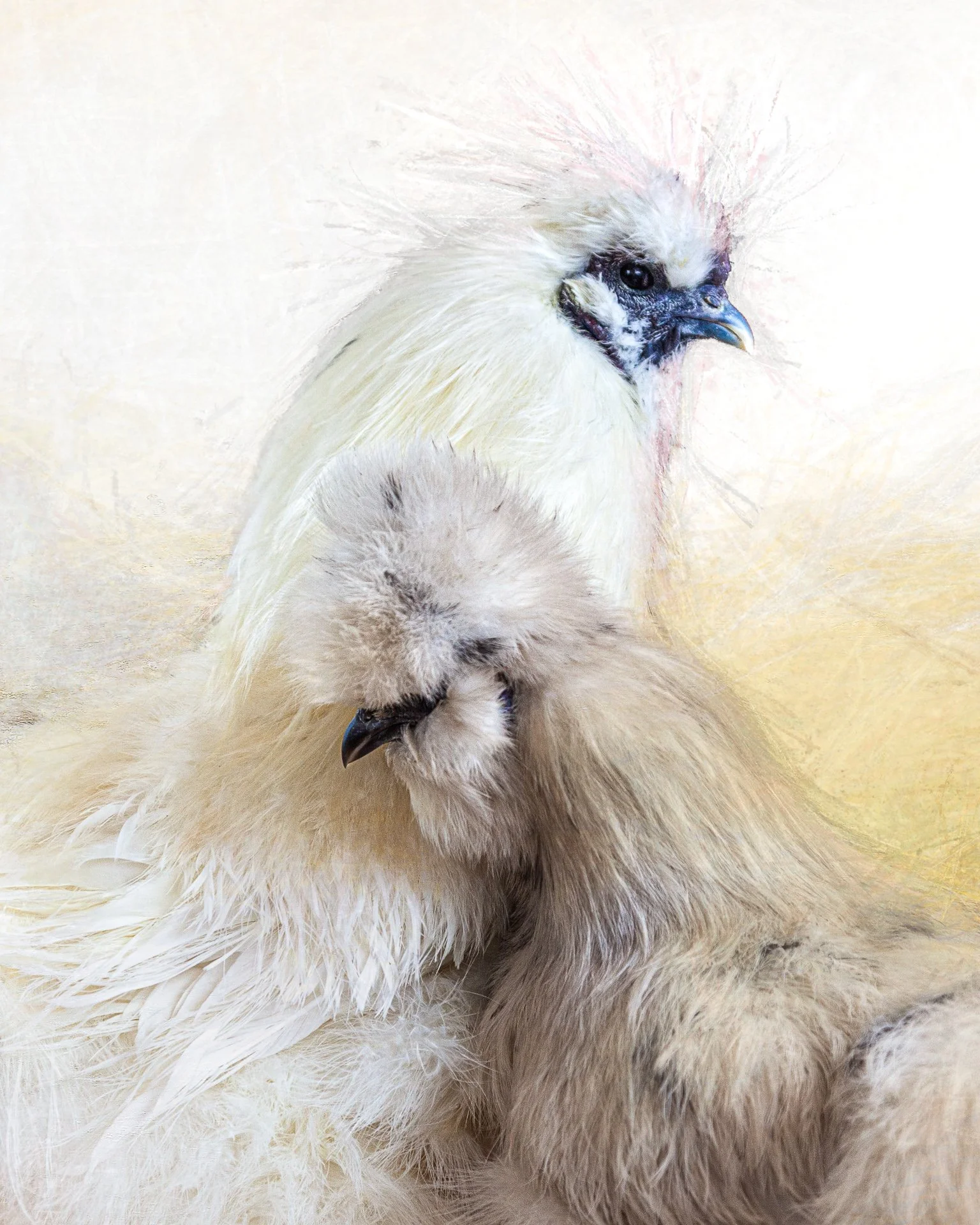 A digital painting of two birds with light-colored feathers, one perched on the other's head, with a blurred neutral background.
