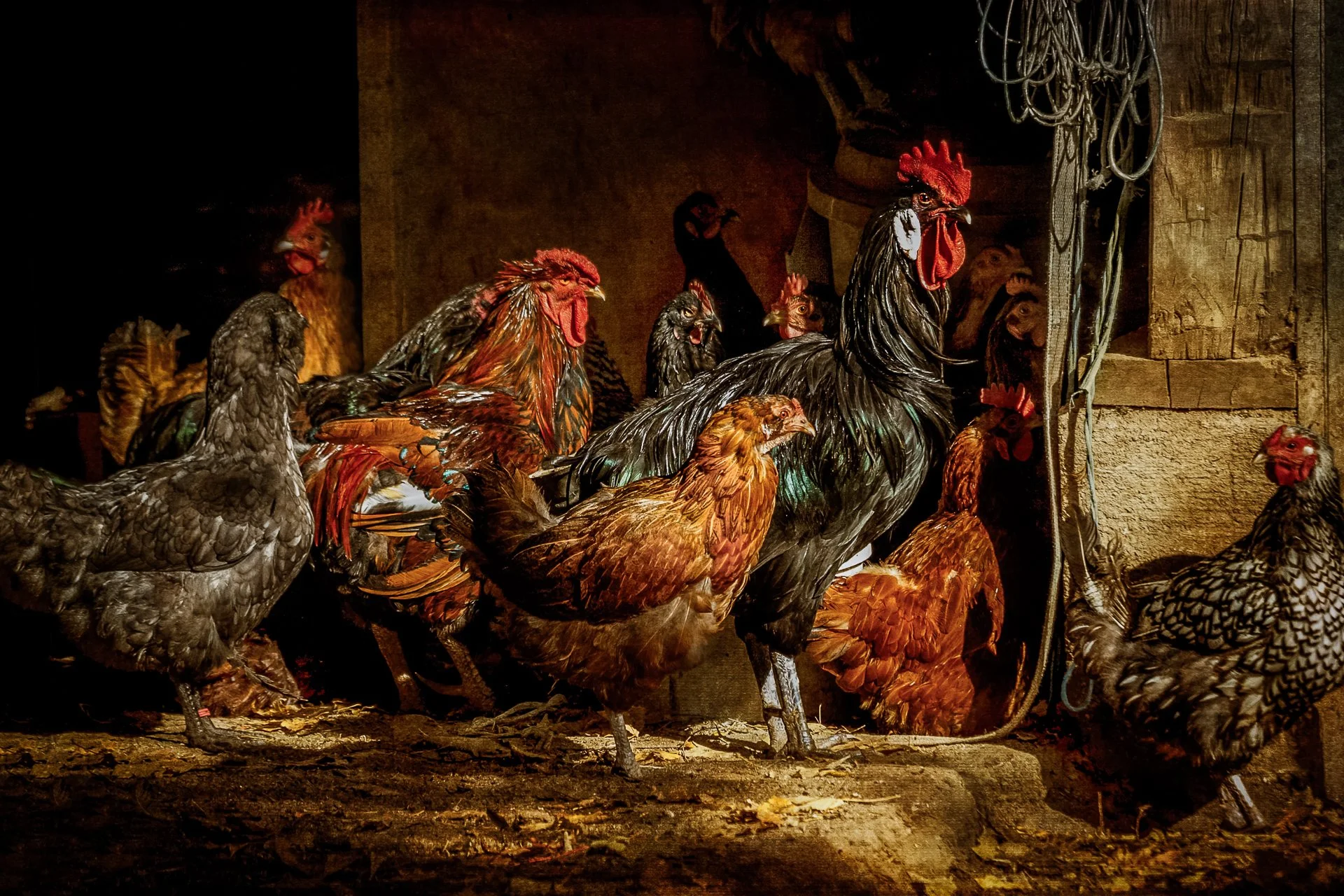 A flock of varied chickens in the barn in the late afternoon sun