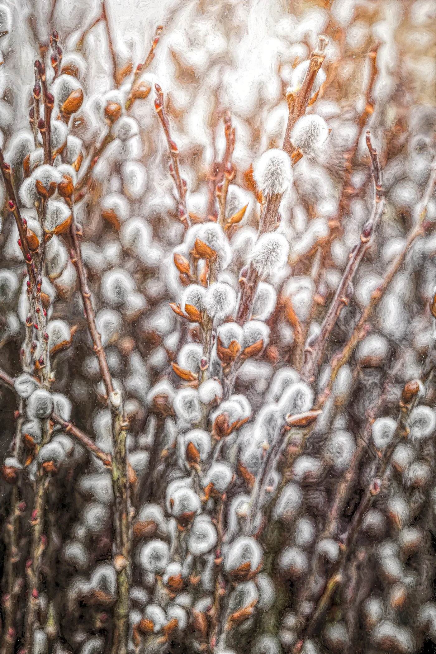 Pussy Willows
