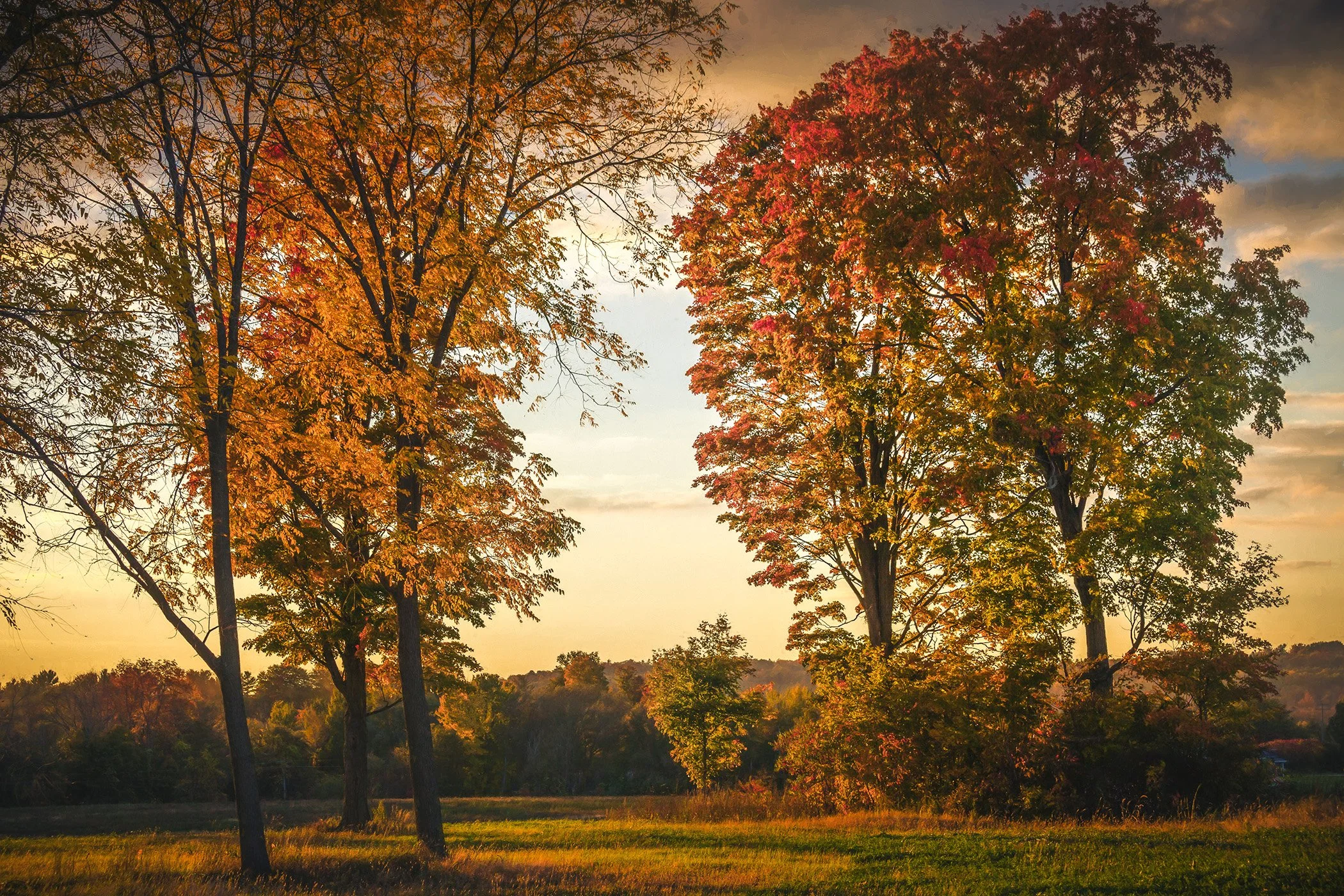 A scenic view tall trees showing fall foliage in shades of orange, red, and yellow, illuminated by the warm glow of a setting sun.