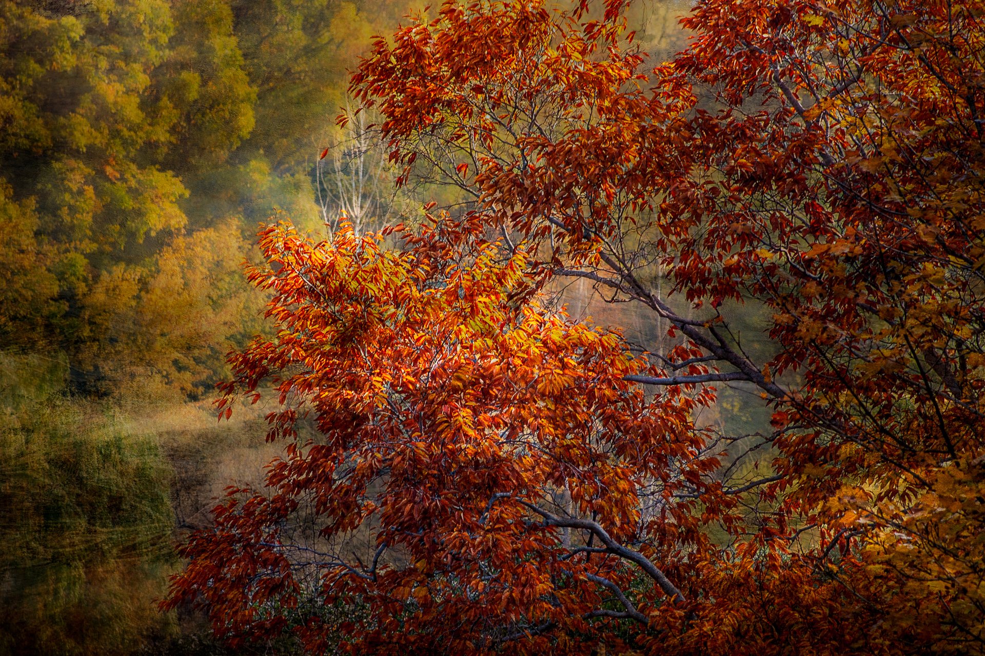 Painterly autumn landscape: a tree with copper and deep red leaves leaning into the frame, soft golden woodland and a pale bare trunk behind. Fine art print by Laura Berman, titled Leaning In.
