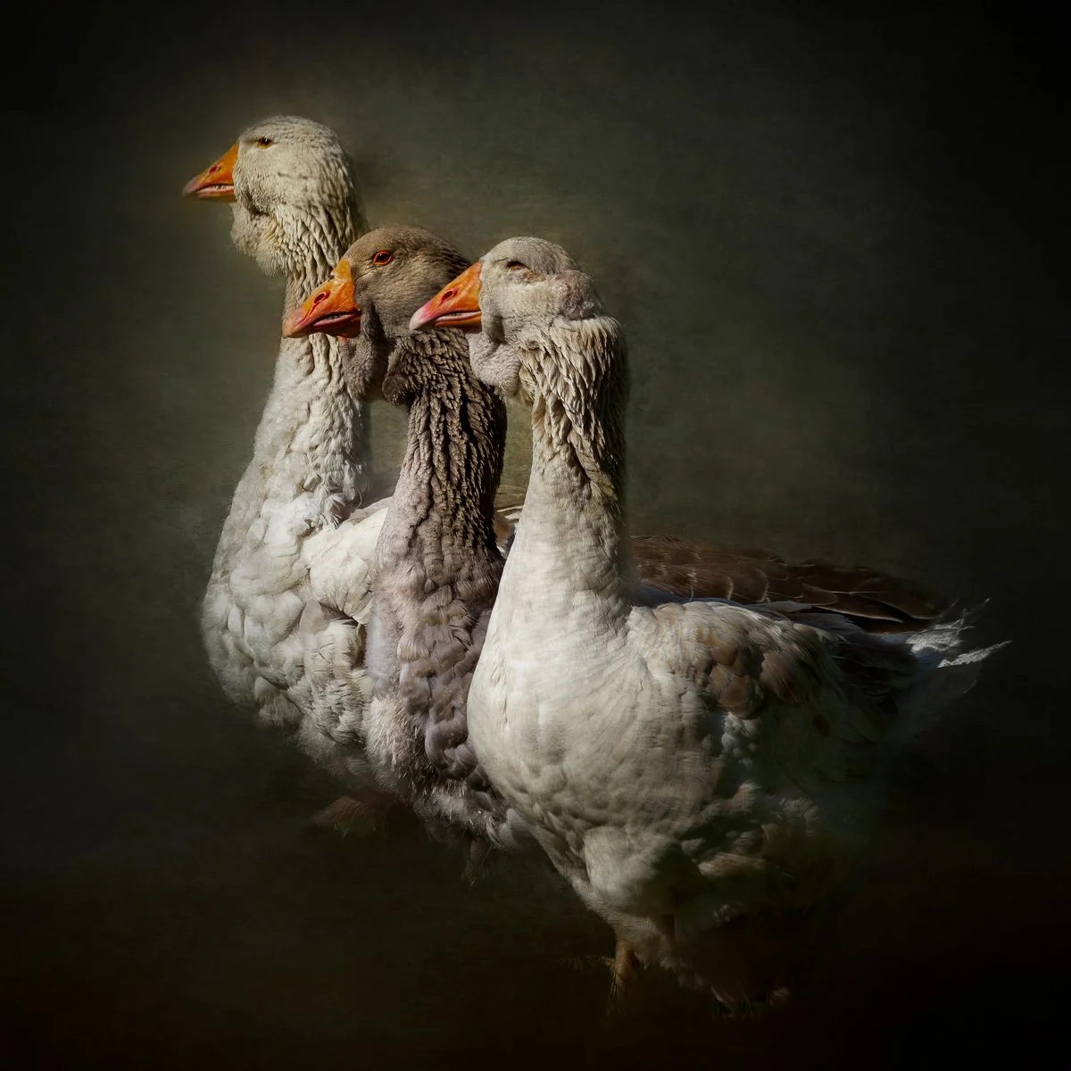 A digital painting of three geese facing left, with a dark background.