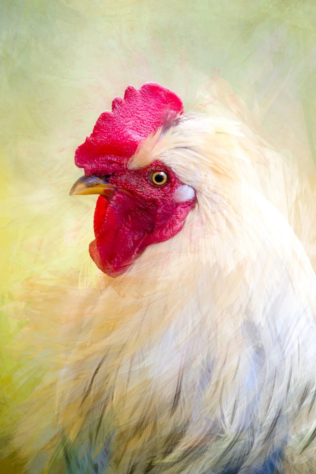 A close-up image of a white rooster with a large red comb and wattles, yellow eyes, and a light-colored beak. The background is a soft blend of light green and yellow hues.