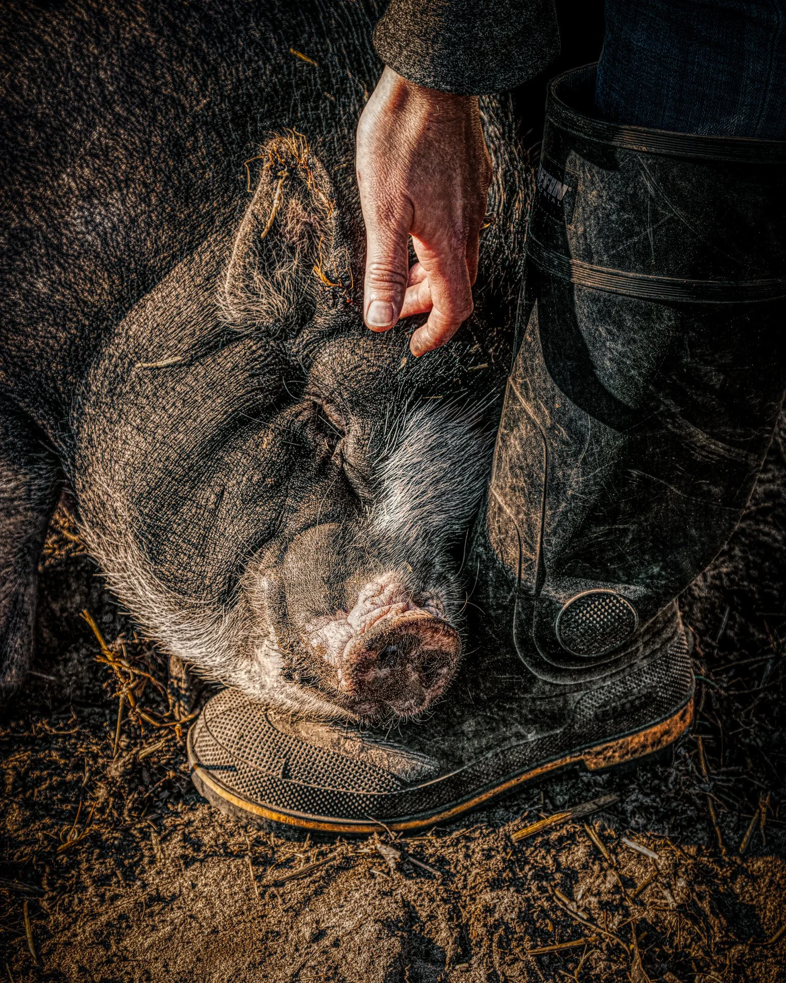 A contented grey and white pig