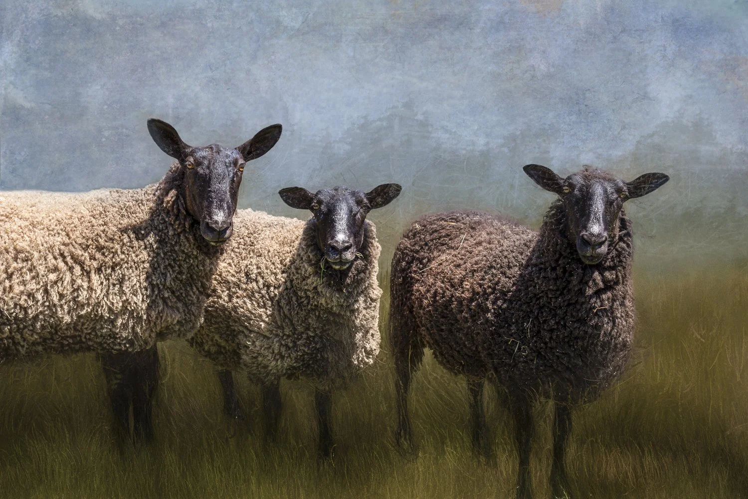 Three curious sheep standing together