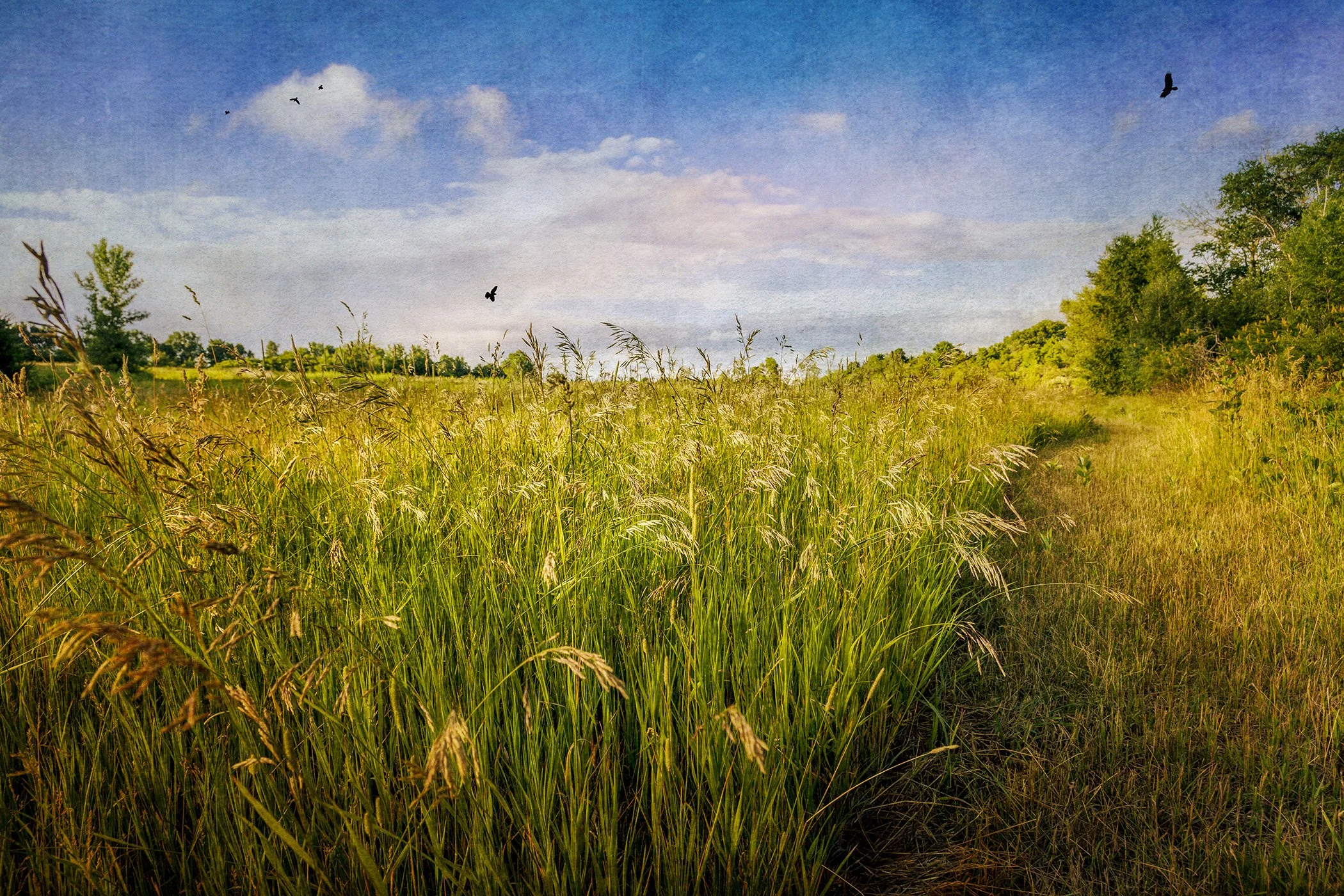A grassy field with a narrow path on the right side, with tall green grass and trees in the background under a blue sky with scattered clouds and birds flying overhead.