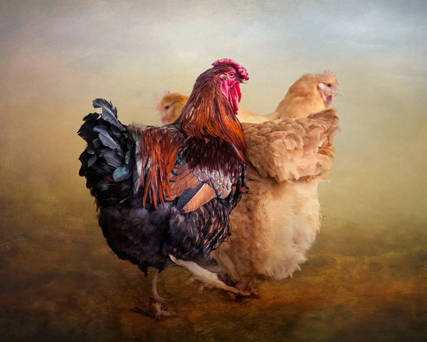 A digital painting of a colorful rooster standing in front of two light-colored chickens against a blurred outdoor background.
