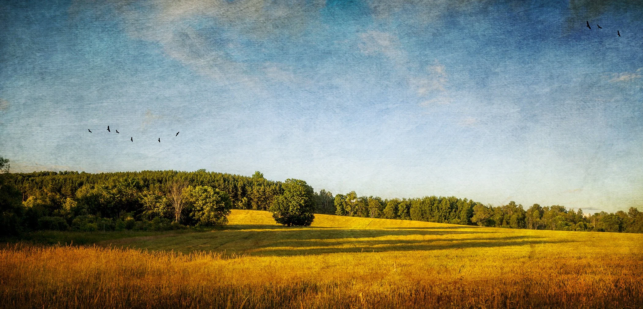A scenic landscape in late afternoon light of a grassy field with trees in the background, under a blue sky with scattered clouds and a flock of birds flying.