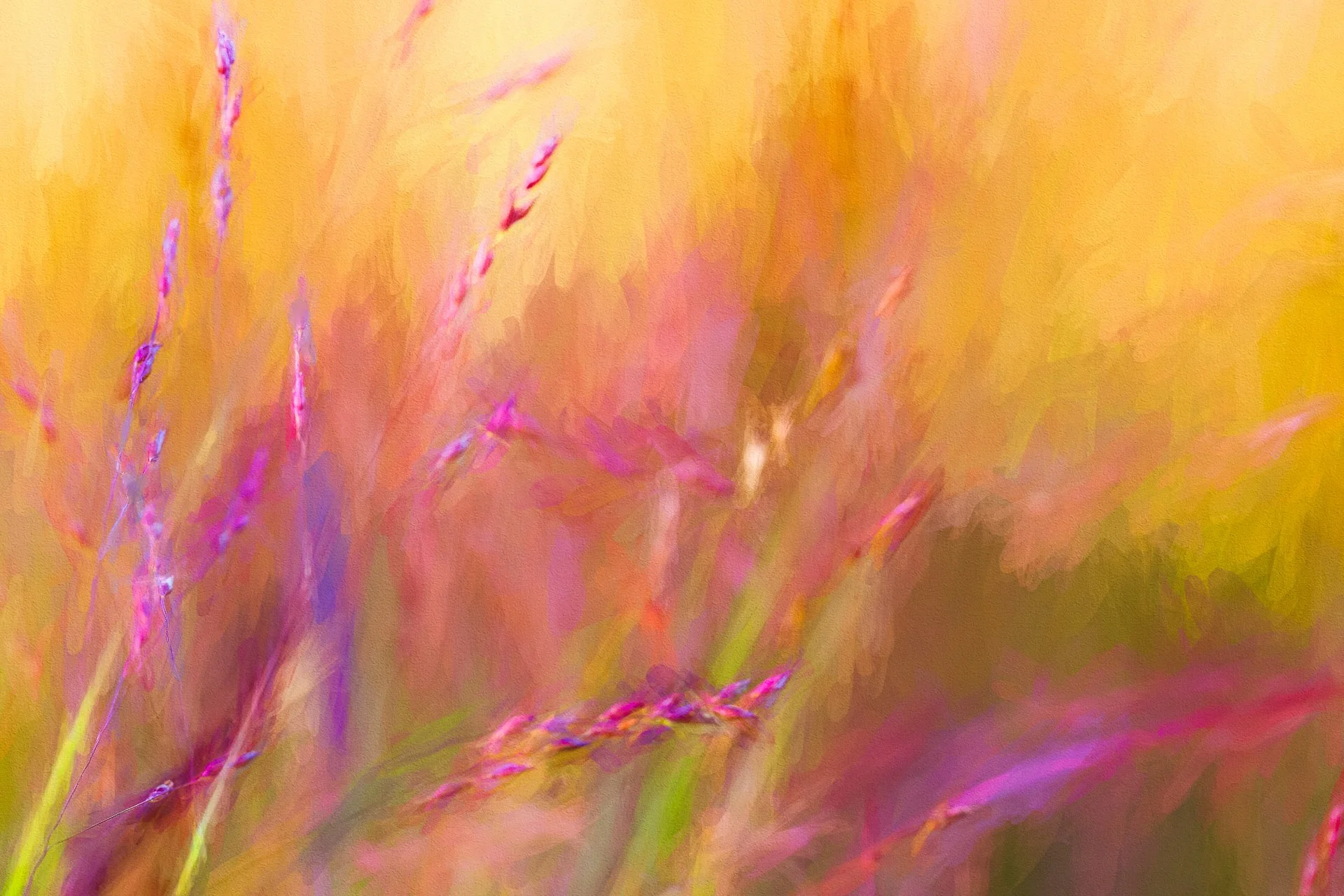 Panicum-LB1008_1629-etx-2.jpg