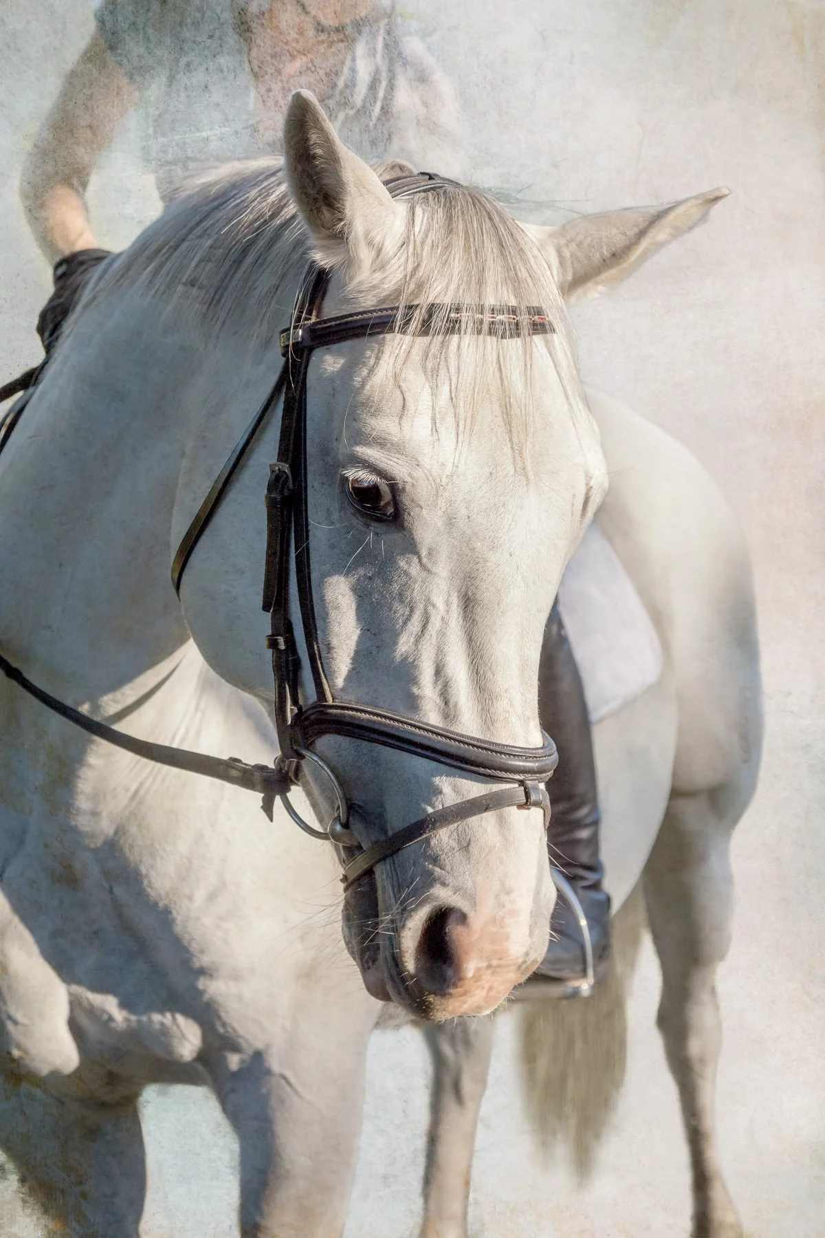 A digital painting of a white horse with a person partially visible in the background.