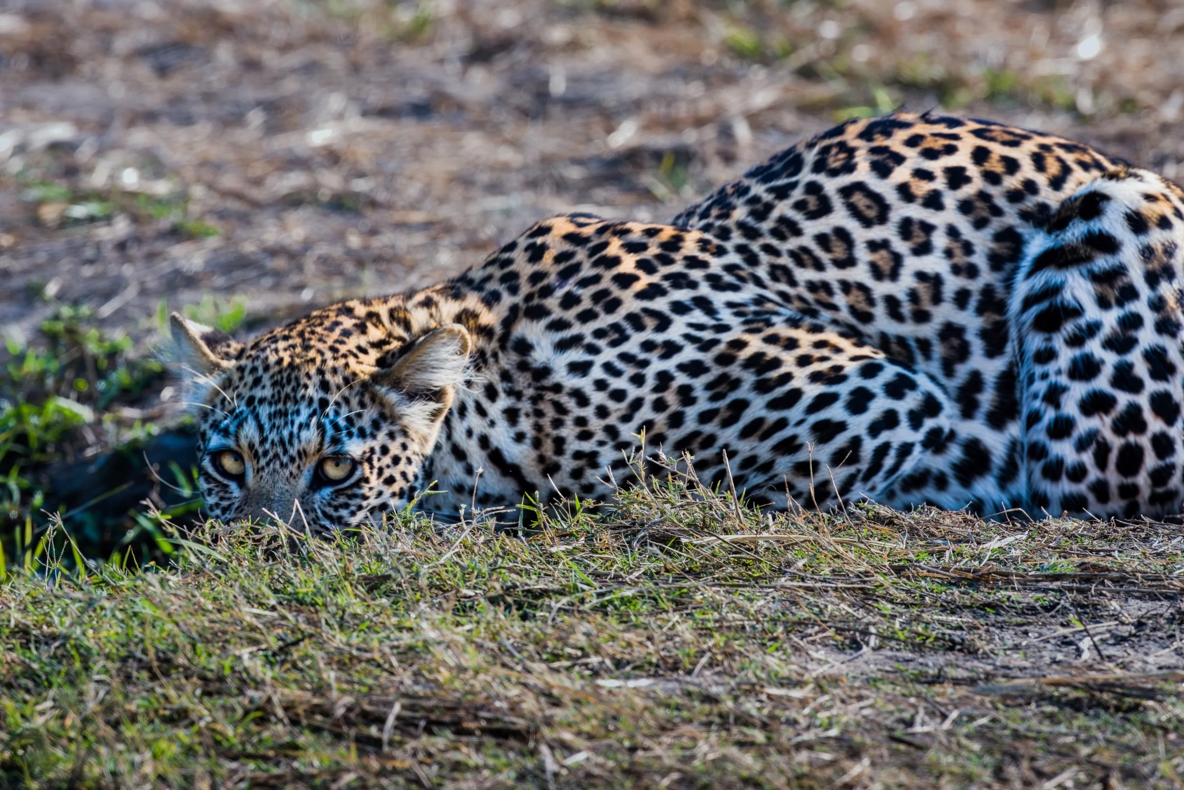 Robin Pope Camps, Zambia 2015