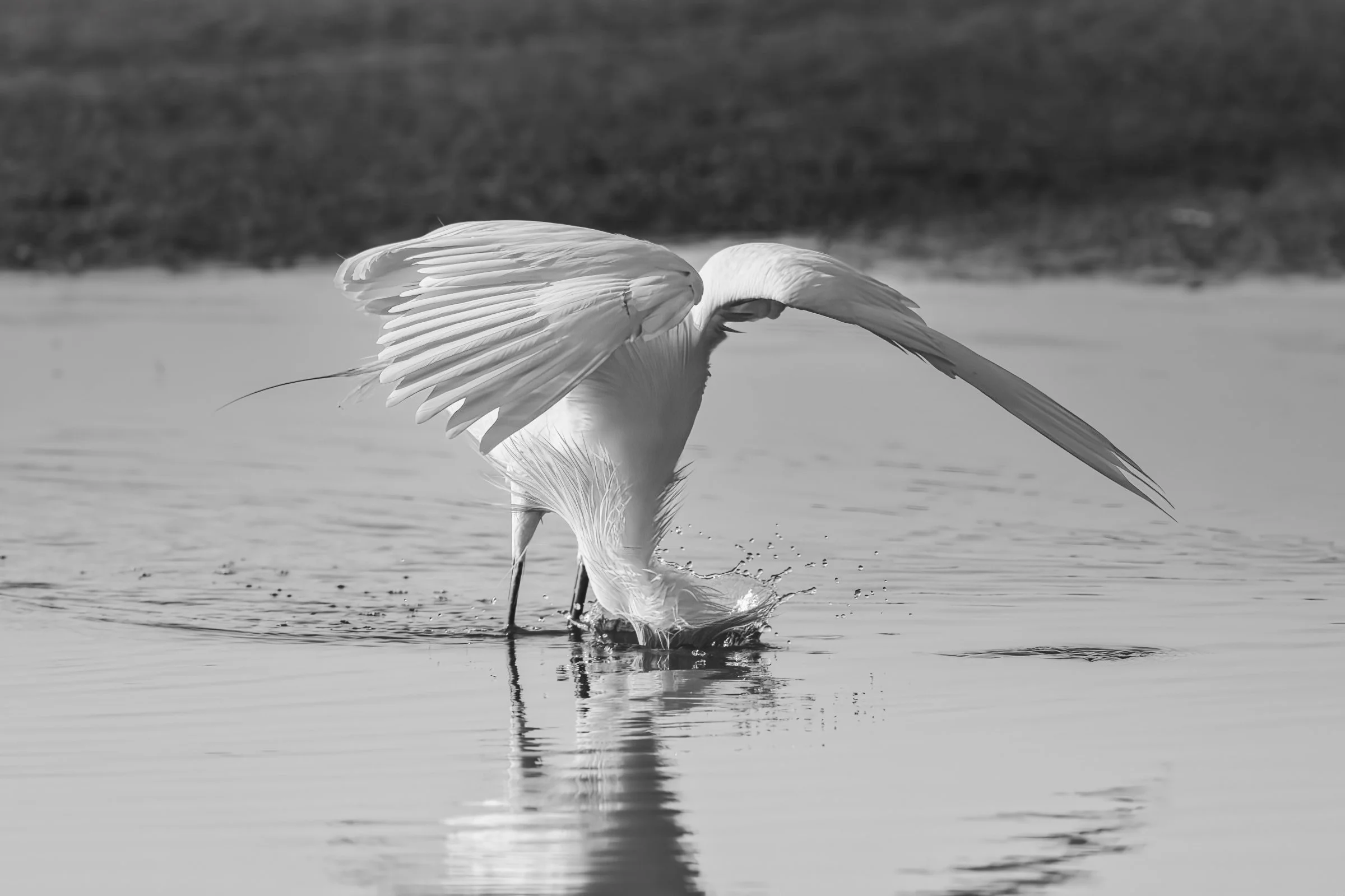 _8506513-DeNoiseAI-raw-Edit.jpg