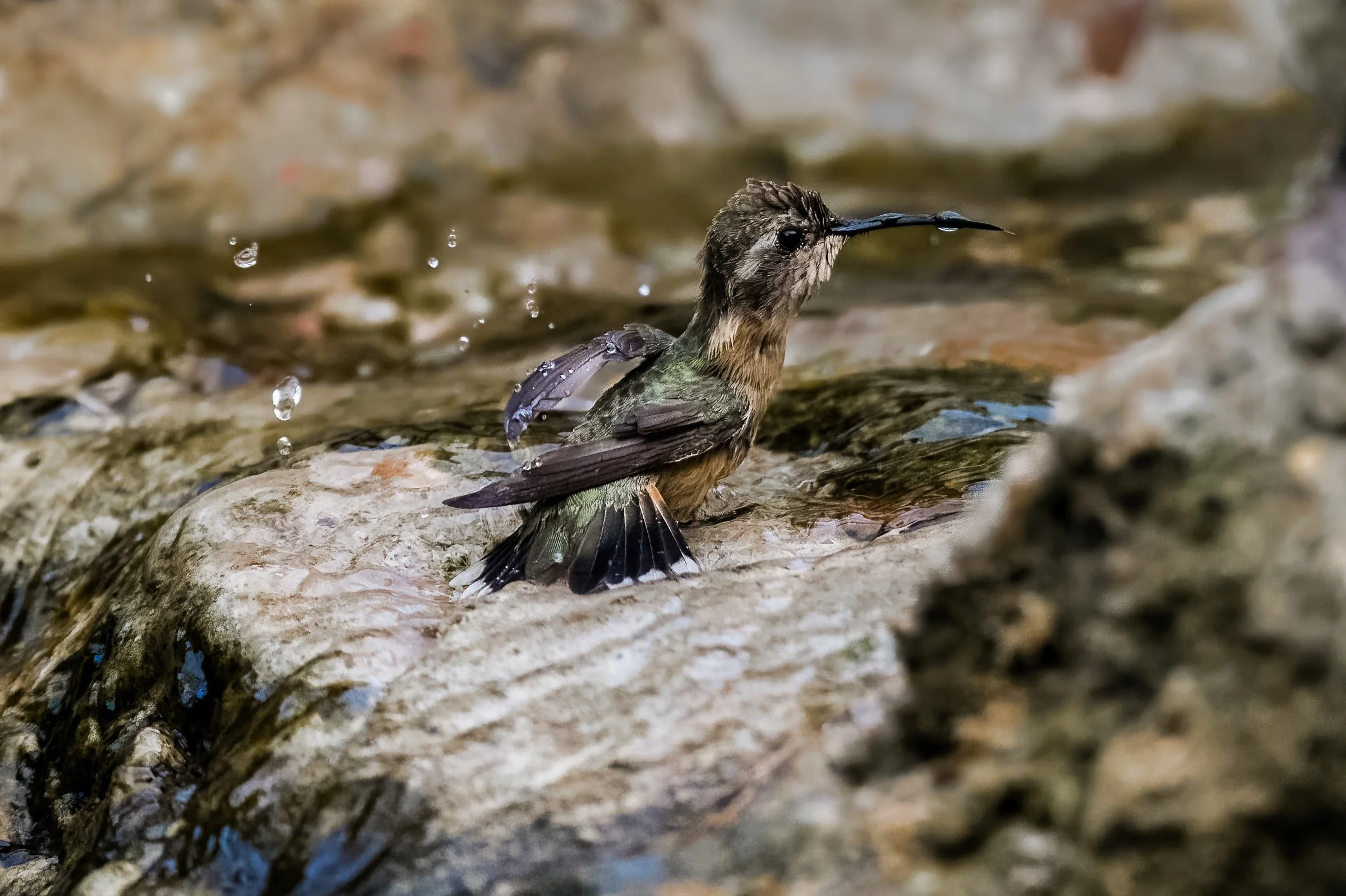 Purple-collared Woodstar