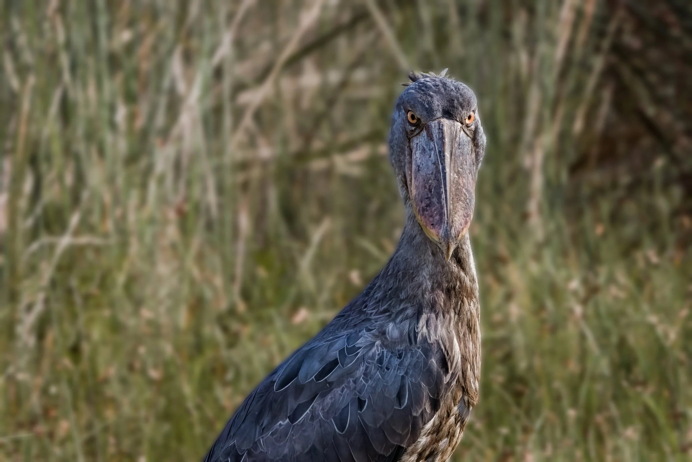 Shoebill