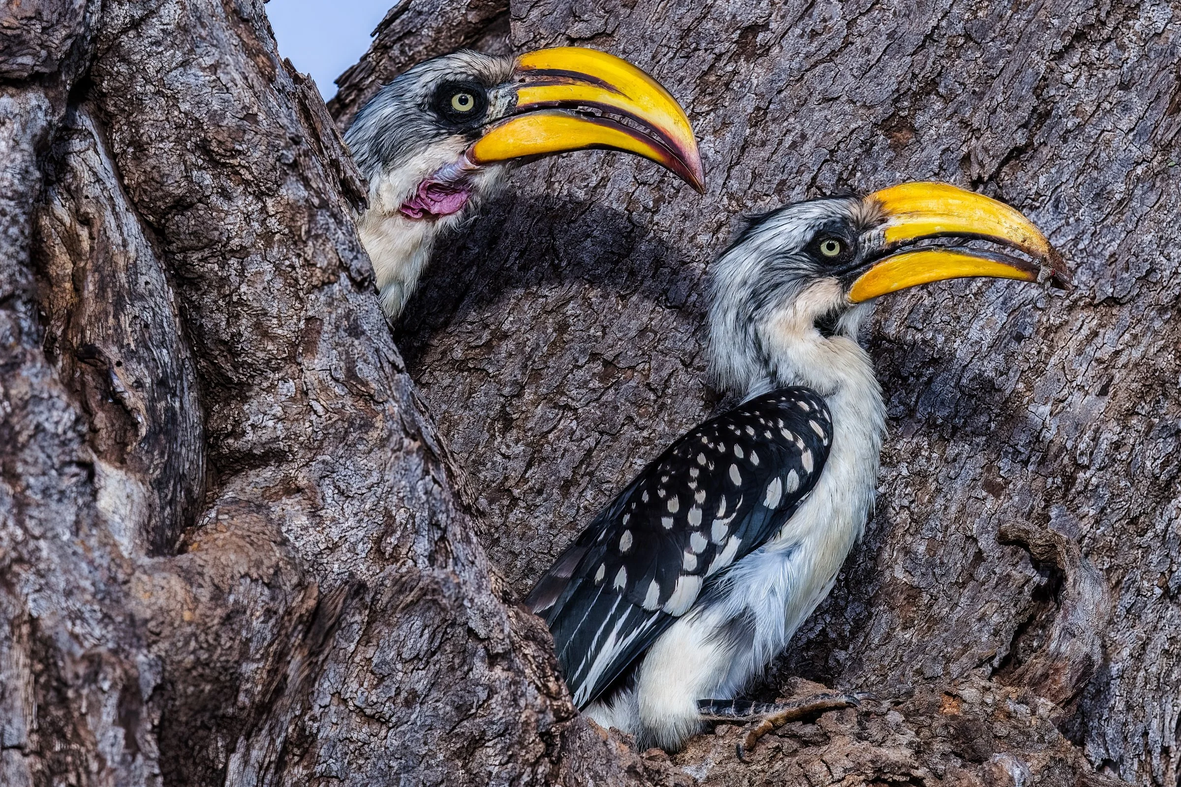 Eastern Yellow-billed Hornbill