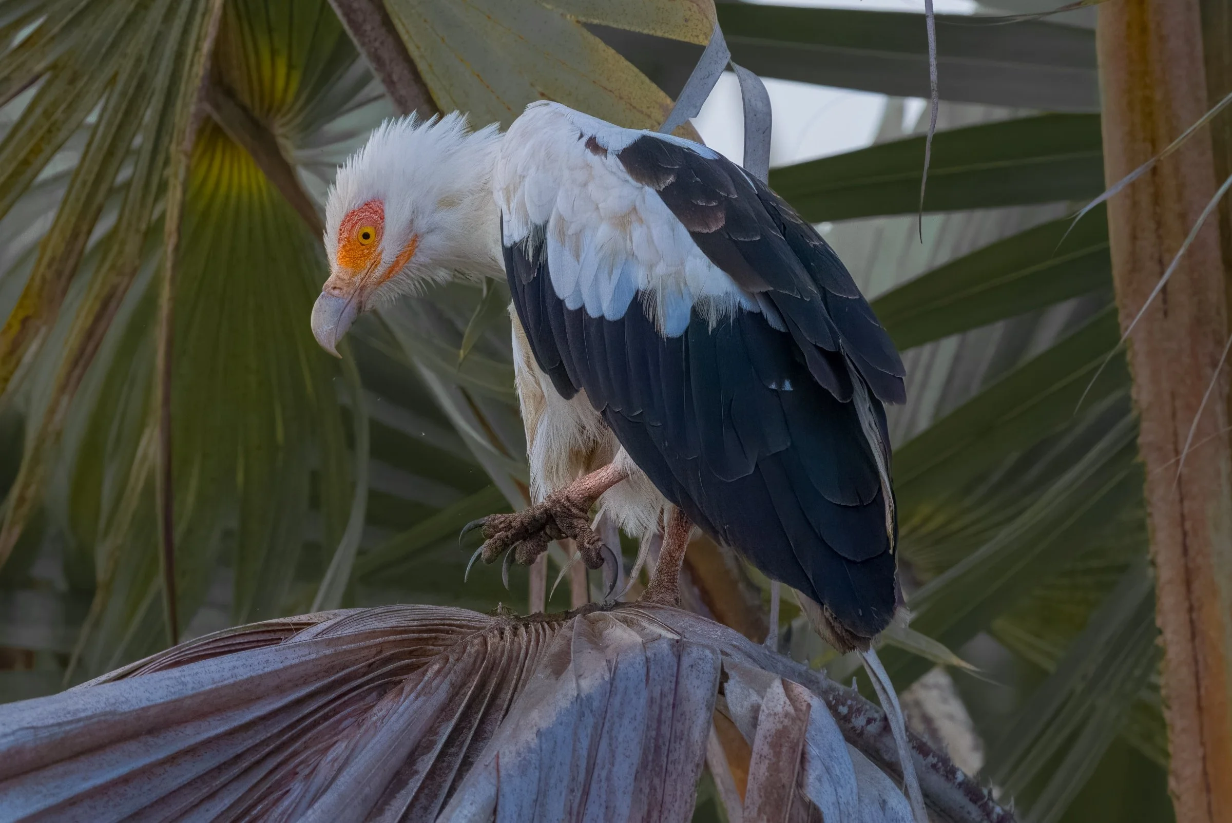 Palm Nut Vulture