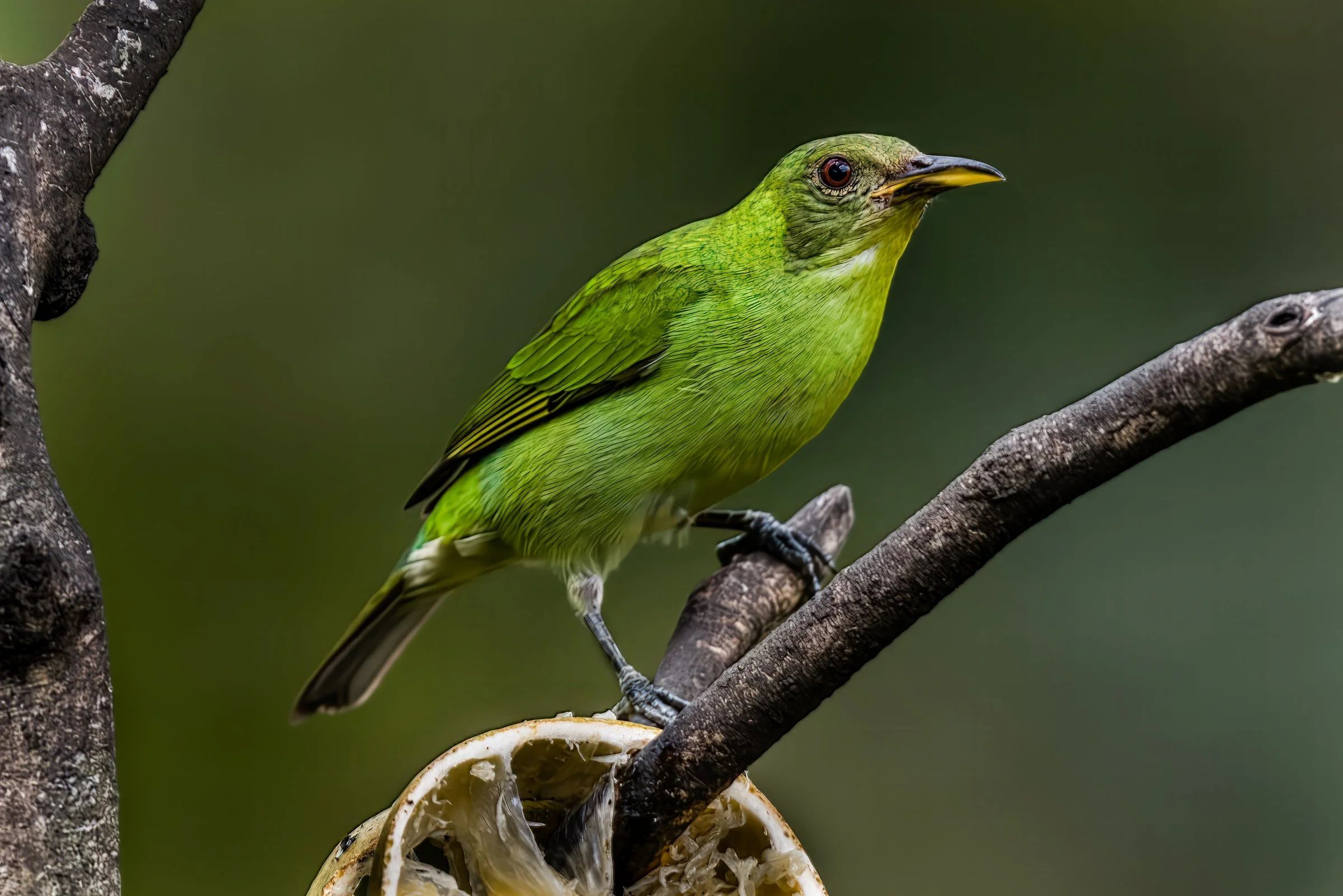 Green Honeycreeper - Male