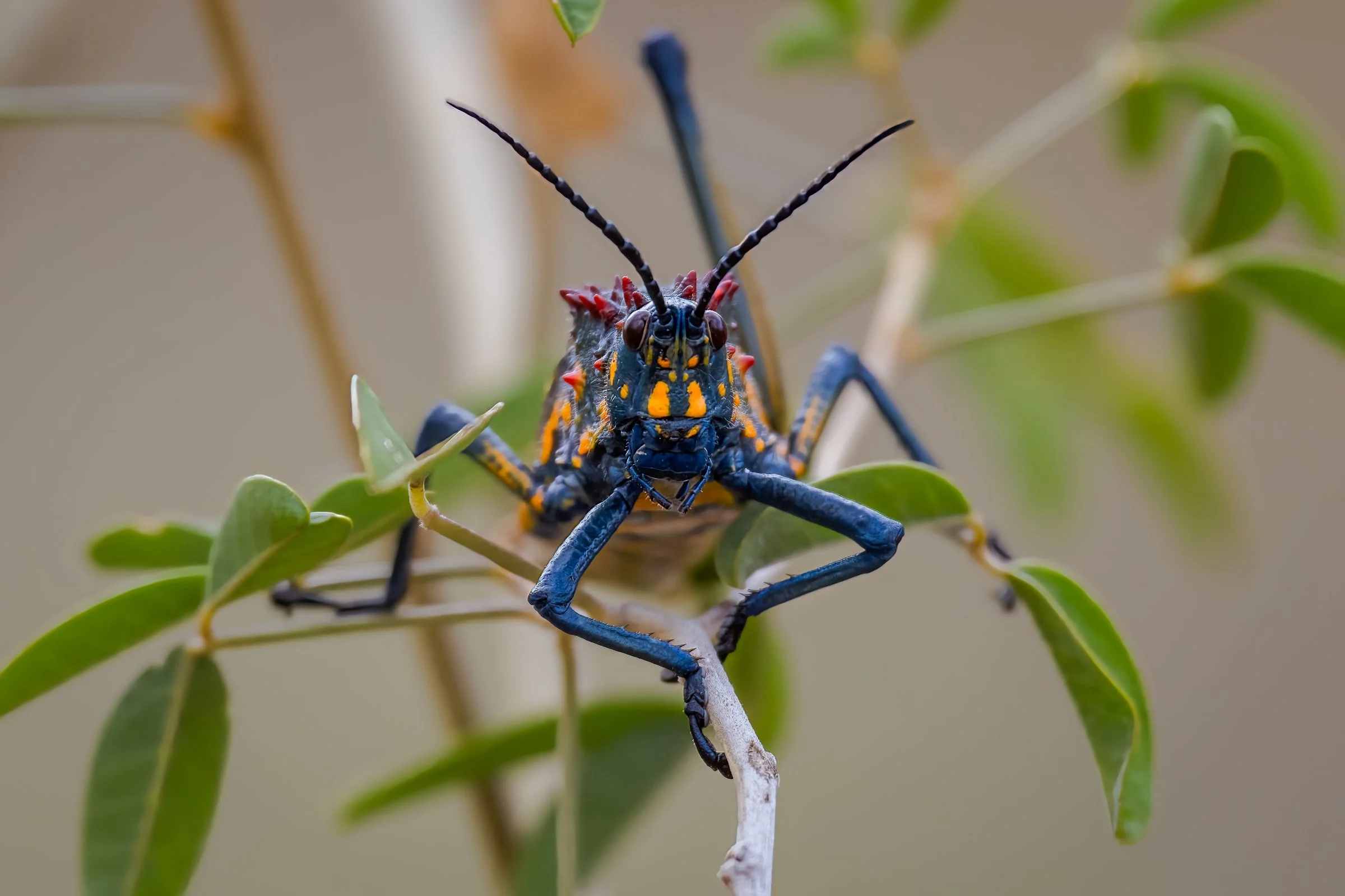 Rainbow Milkweed Locust