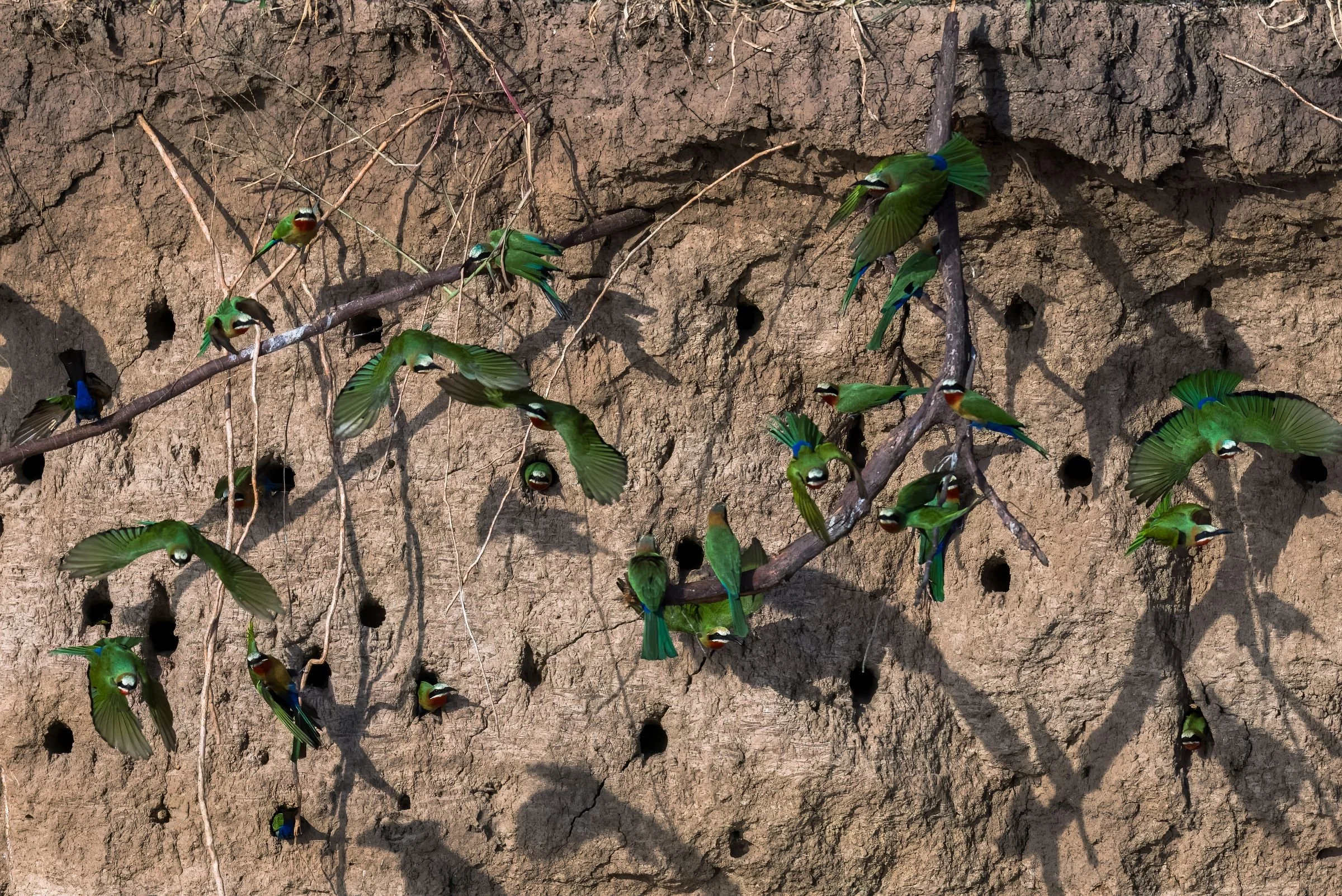 White Fronted Bee-eaters Nesting Tunnels in the Steep Sandy Banks of the Luangwa River
