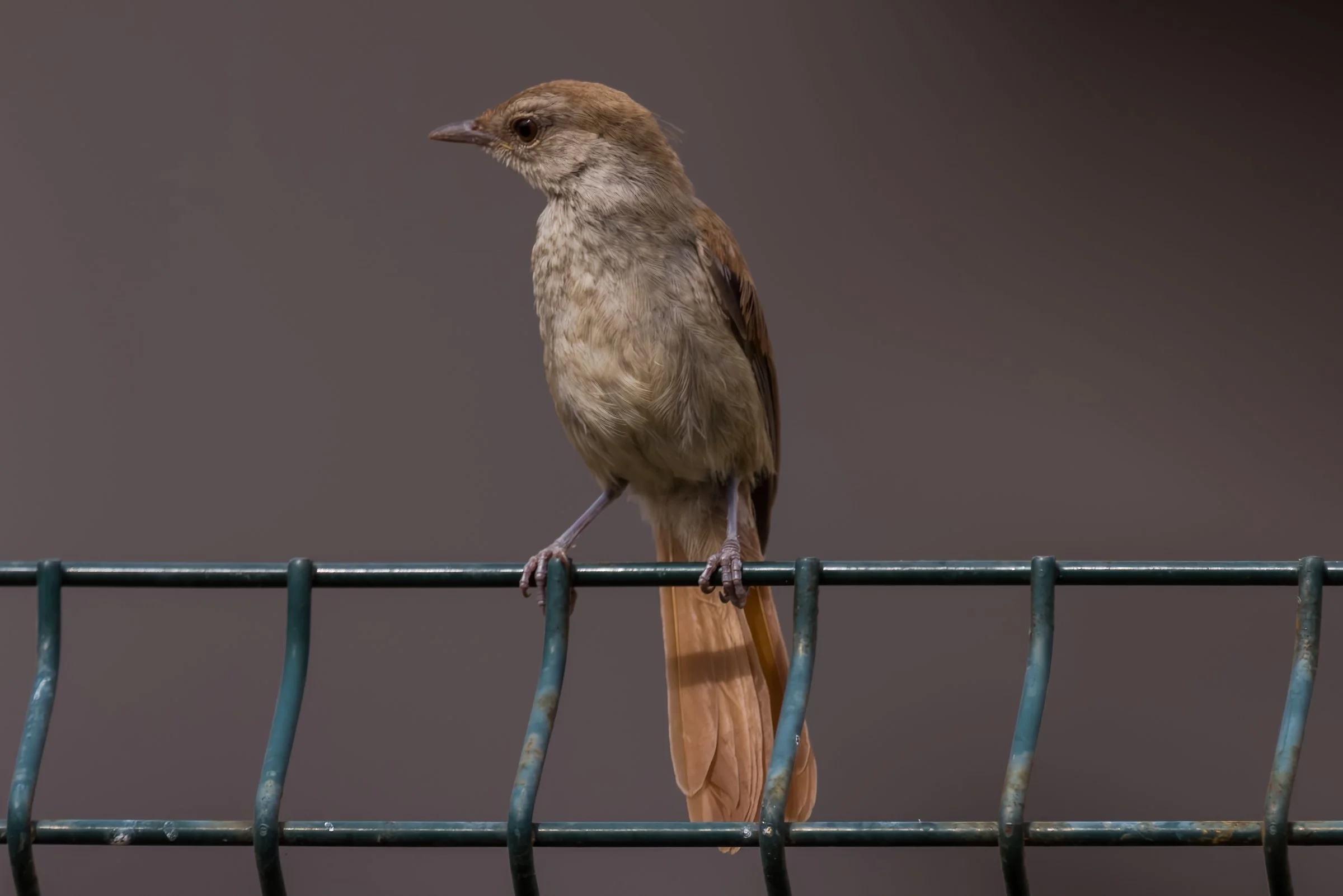Rufous-tailed Palm Thrush
