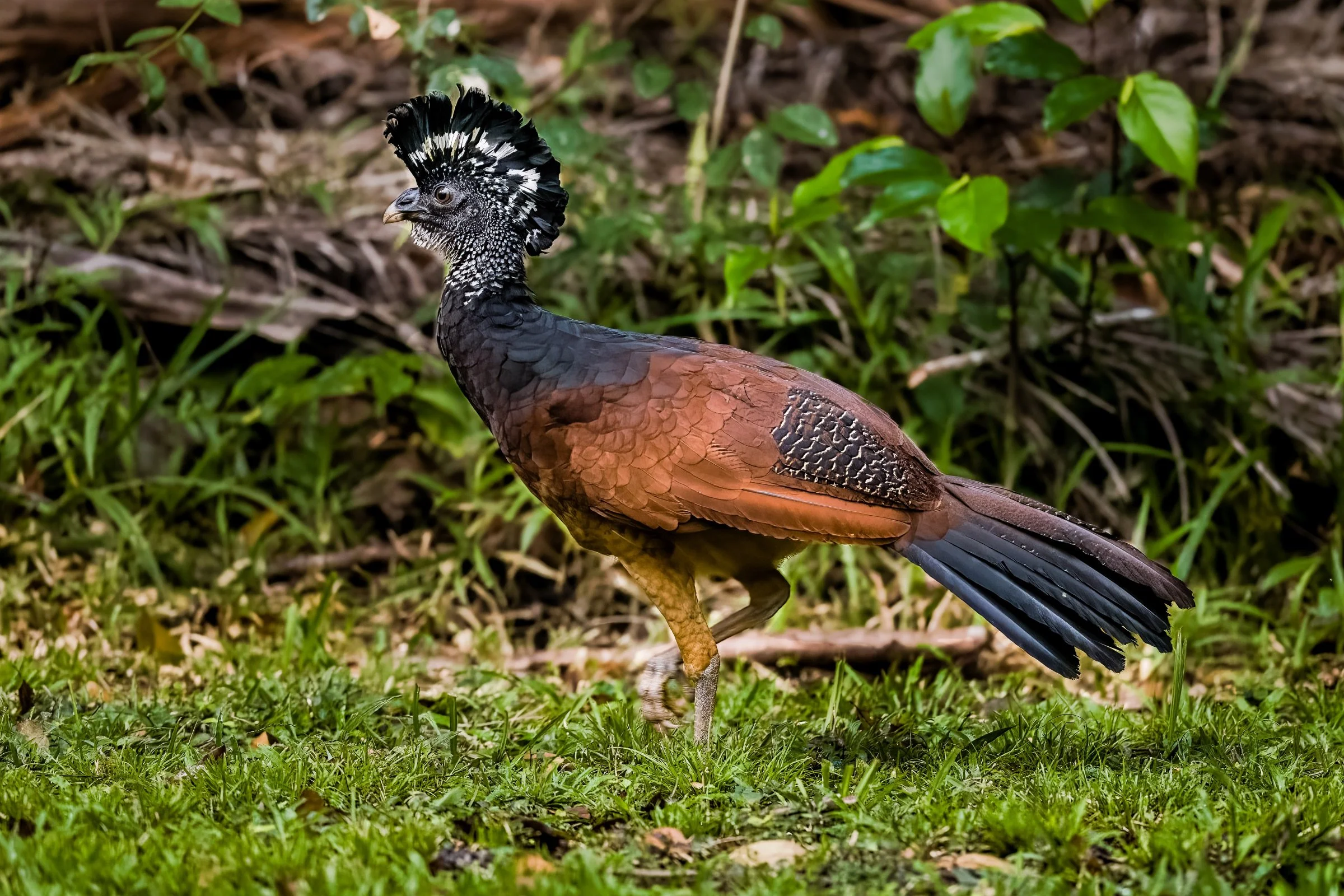 Great Curassow - Female