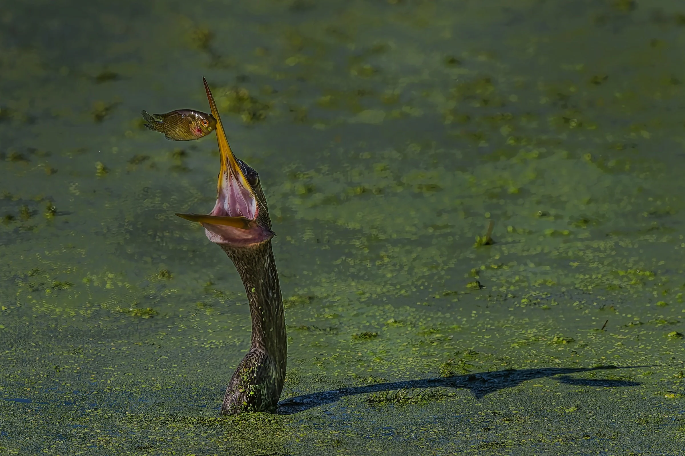 Anhinga with Perch, October 2018