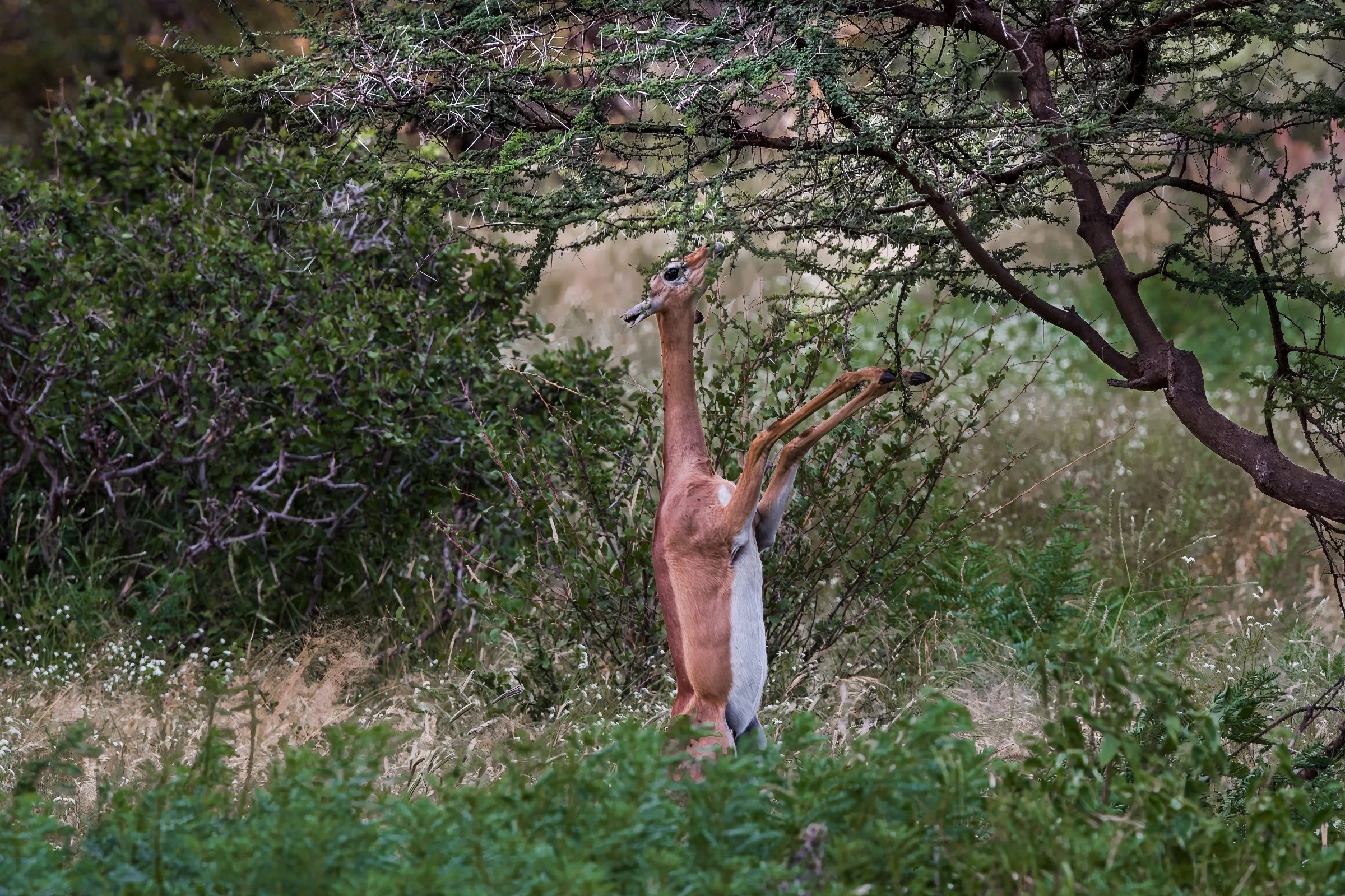Gerenuk, "giraffe-necked antelope"
