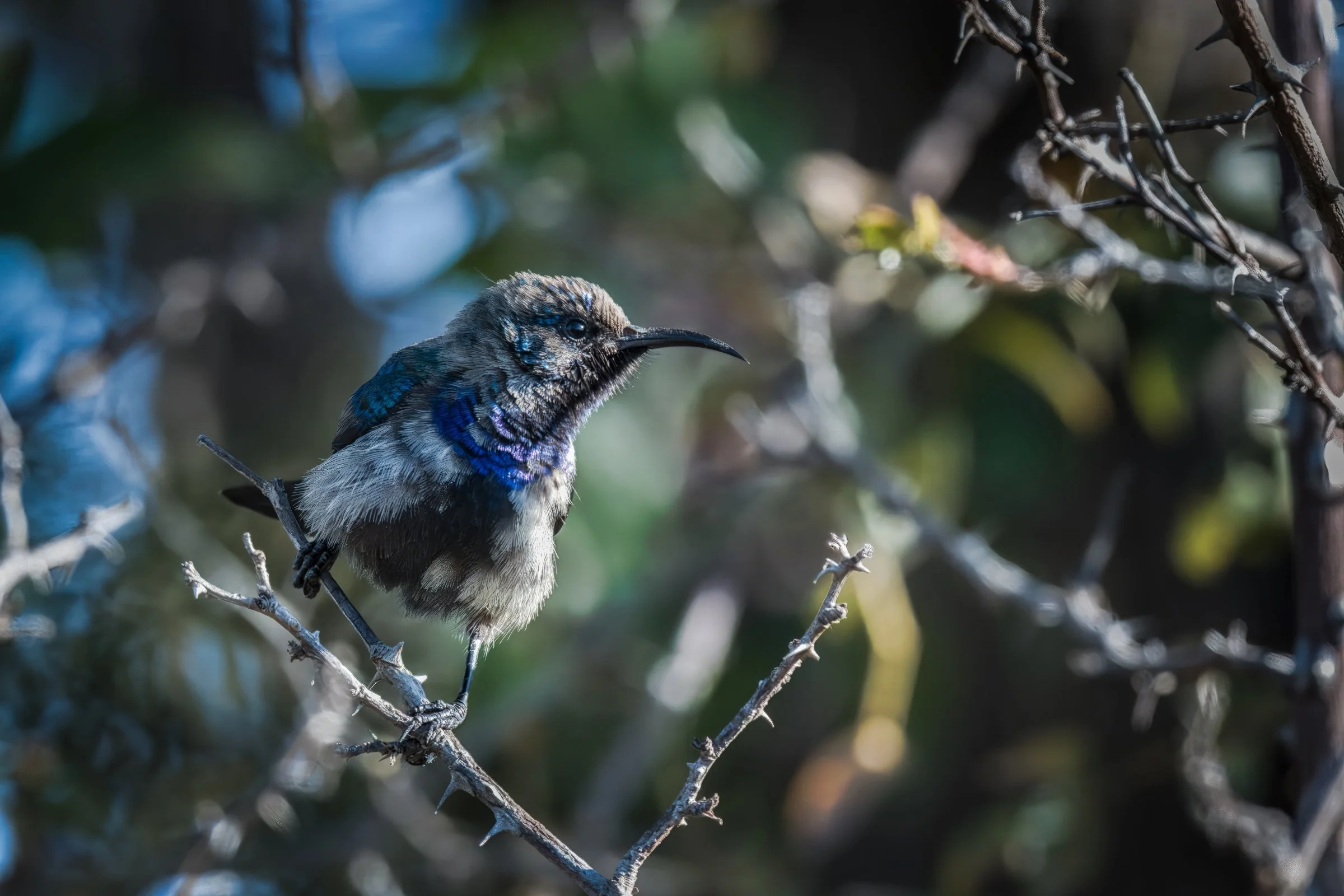 Palestine Sunbird