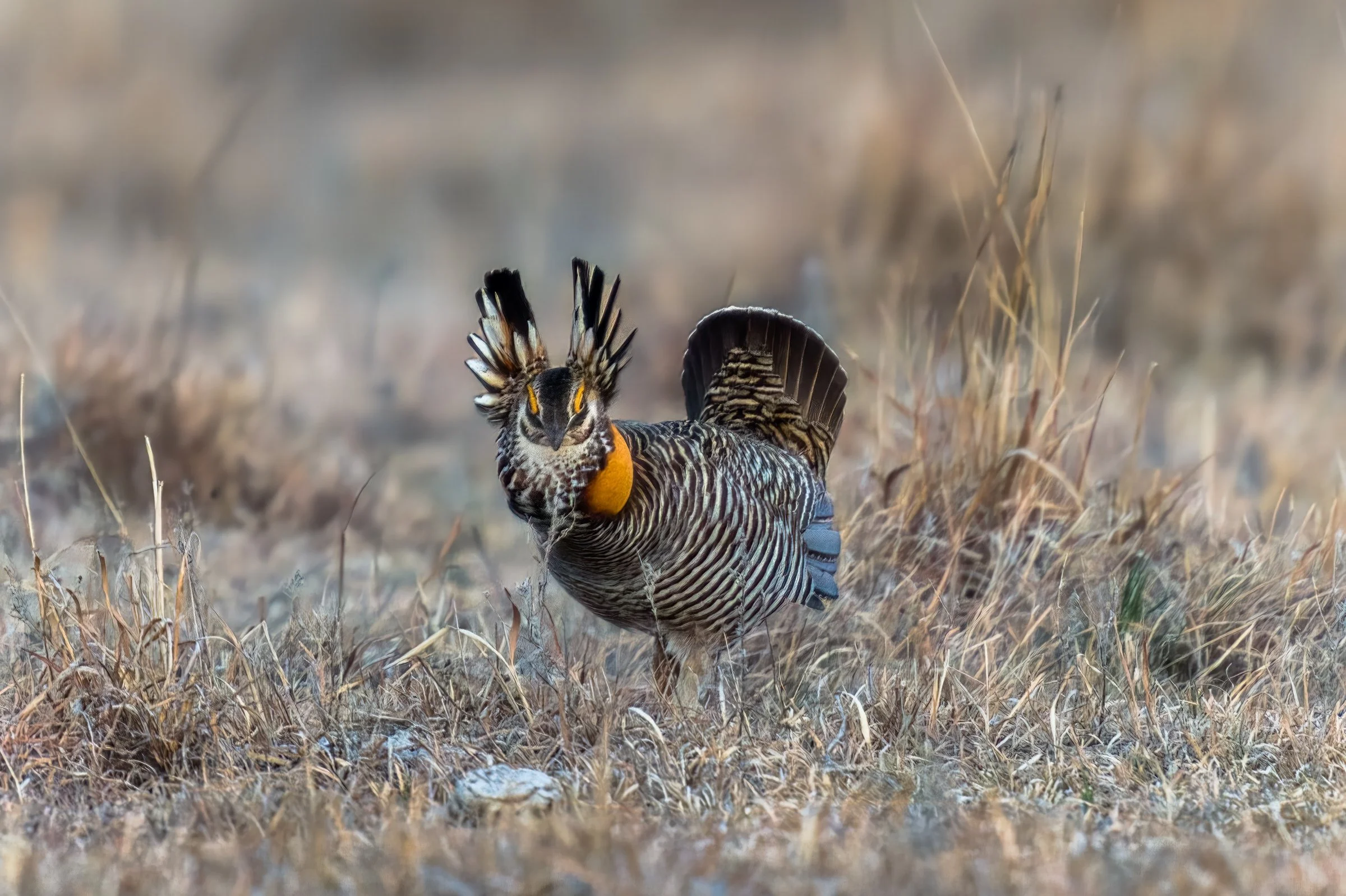 Lesser Prairie Chicken