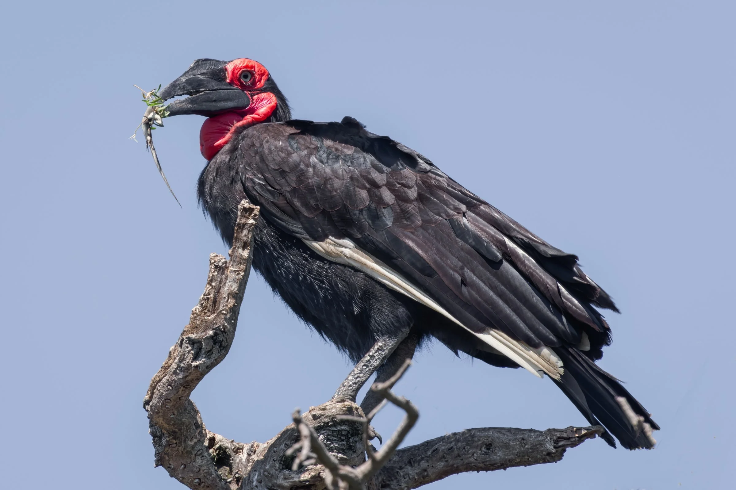Abyssinian Ground Hornbill