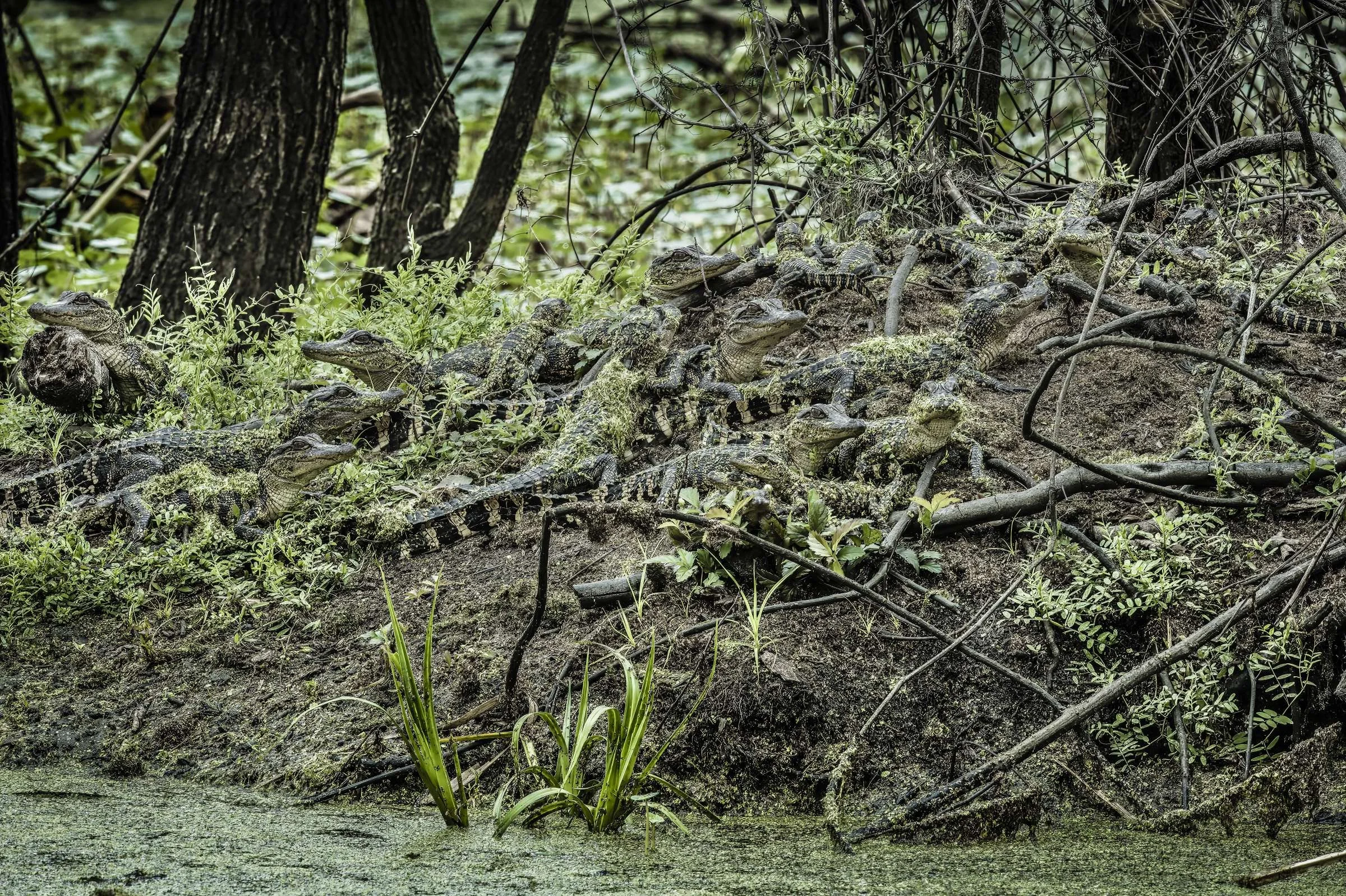 Baby American Alligators, February 2020