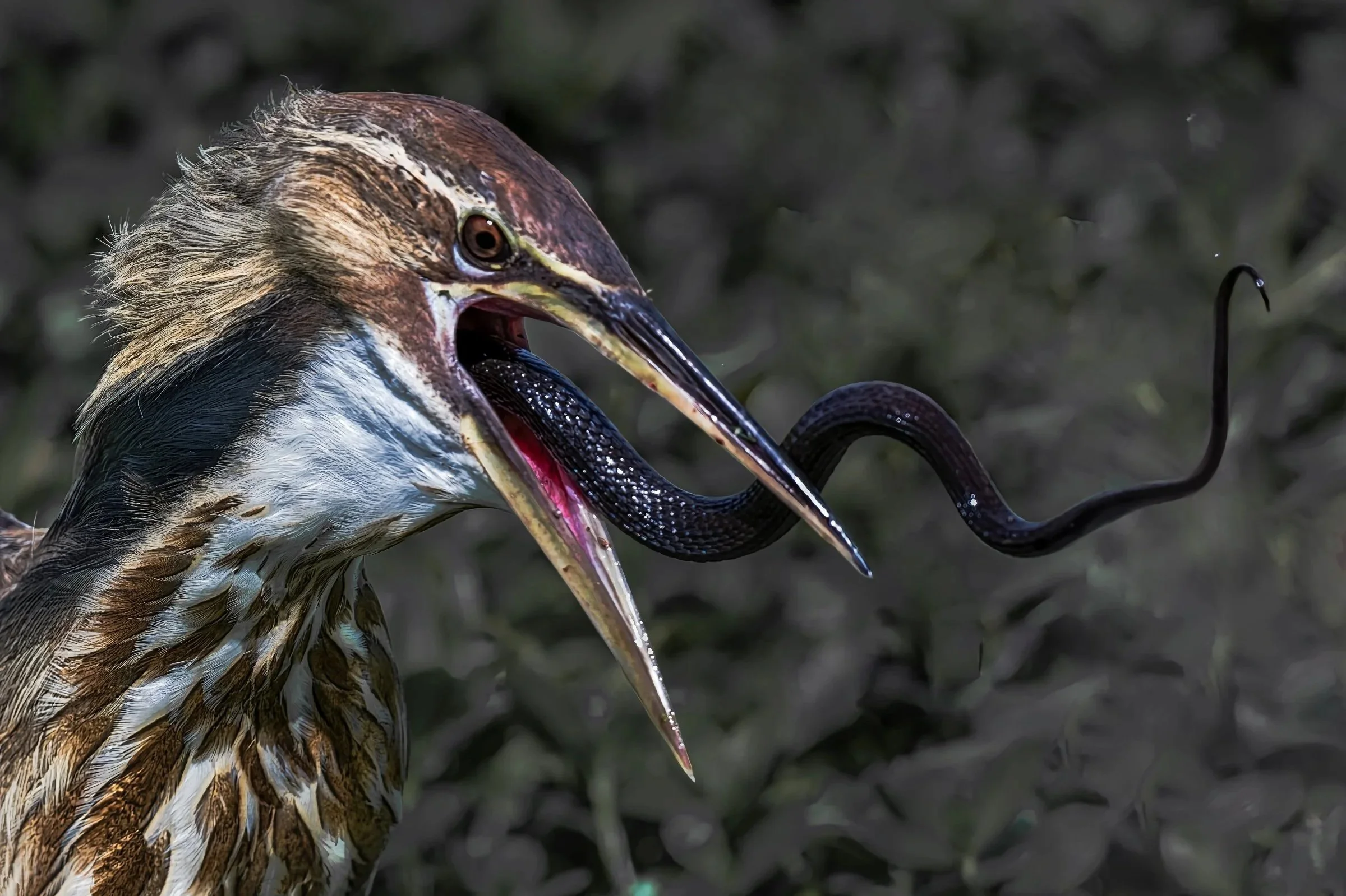 Bittern with Mud Snake, March 2022