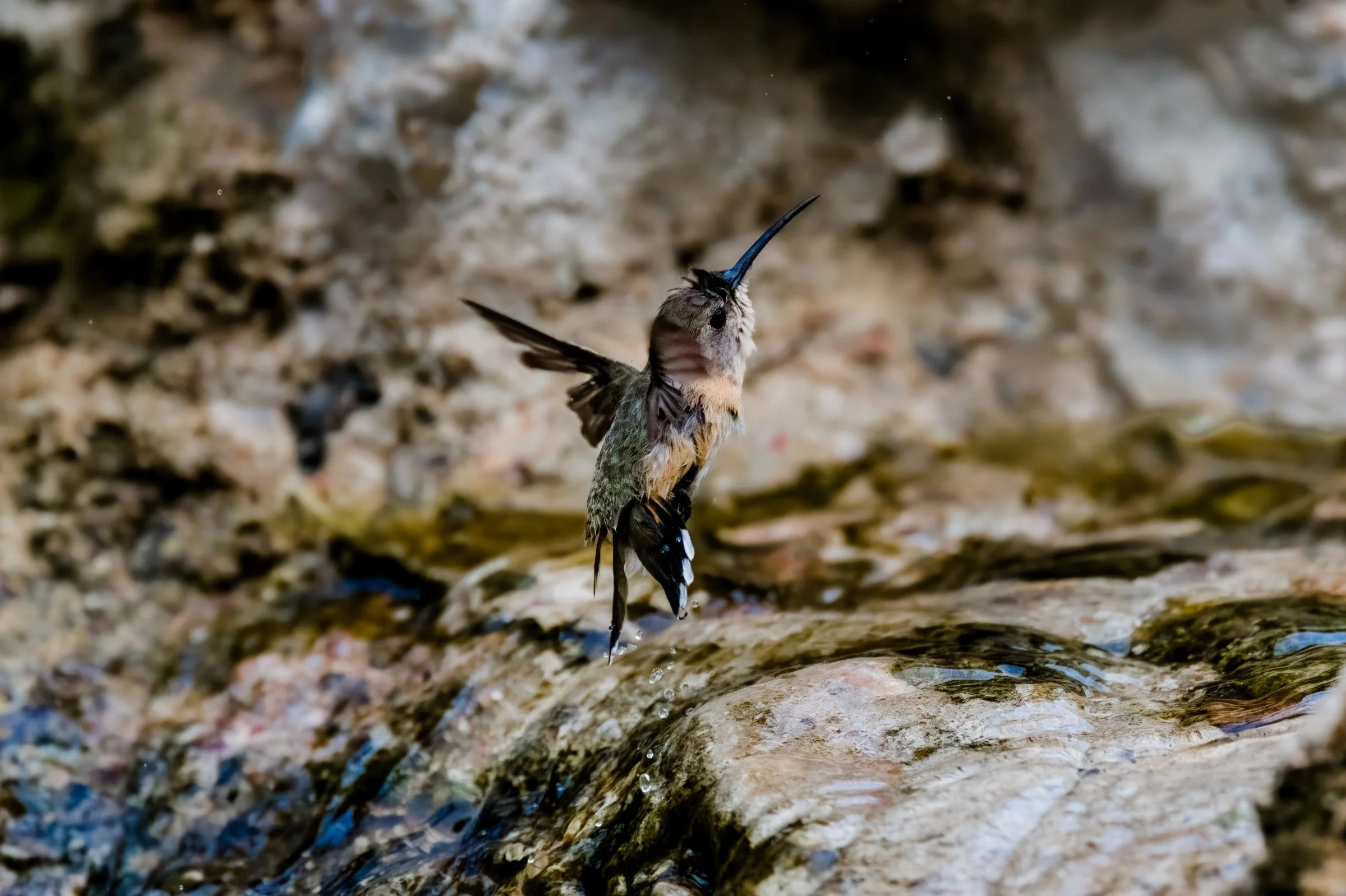 Purple-collared Woodstar