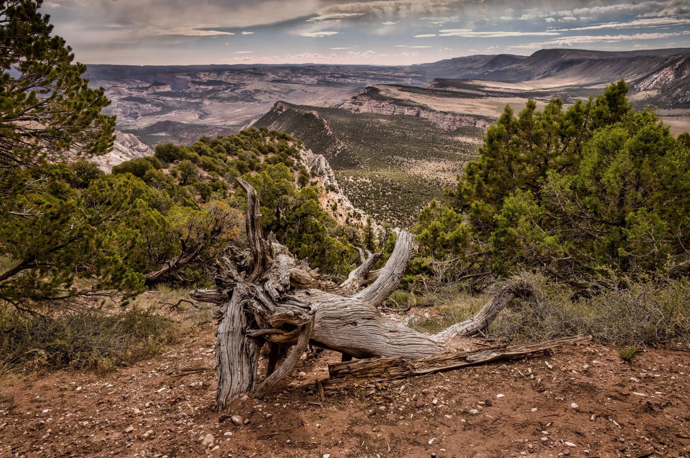 L1009075-DeNoiseAI-raw-Edit.jpg