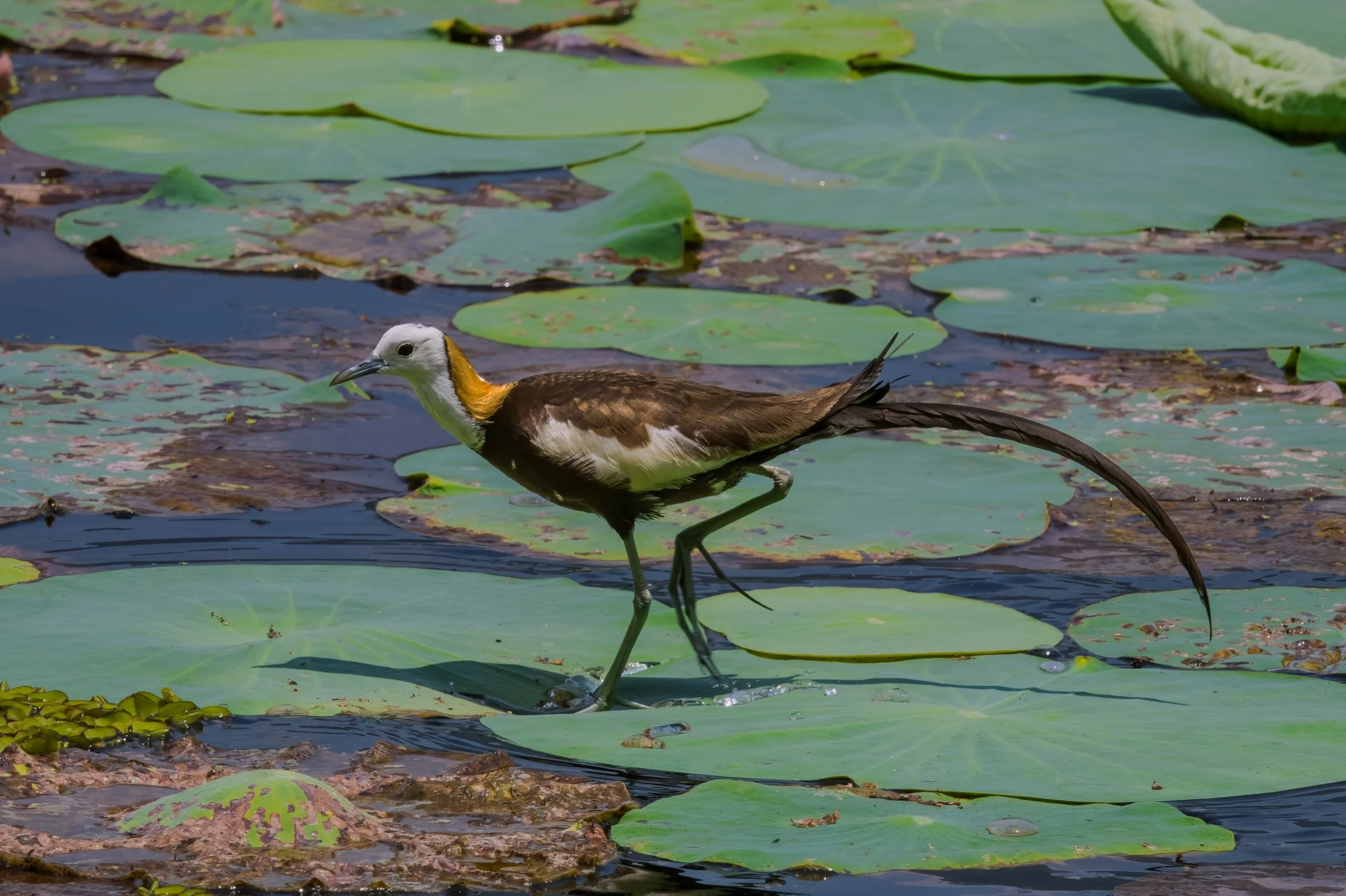 Pheasant-tailed Jacana