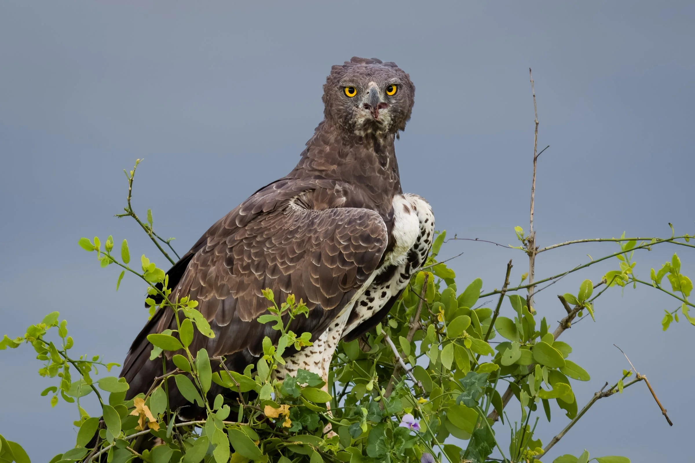 Martial Eagle