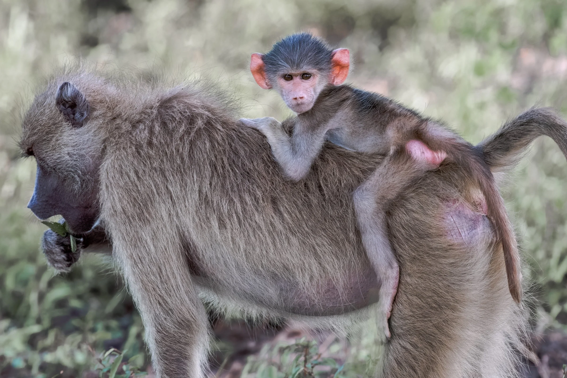 Yellow Baboon