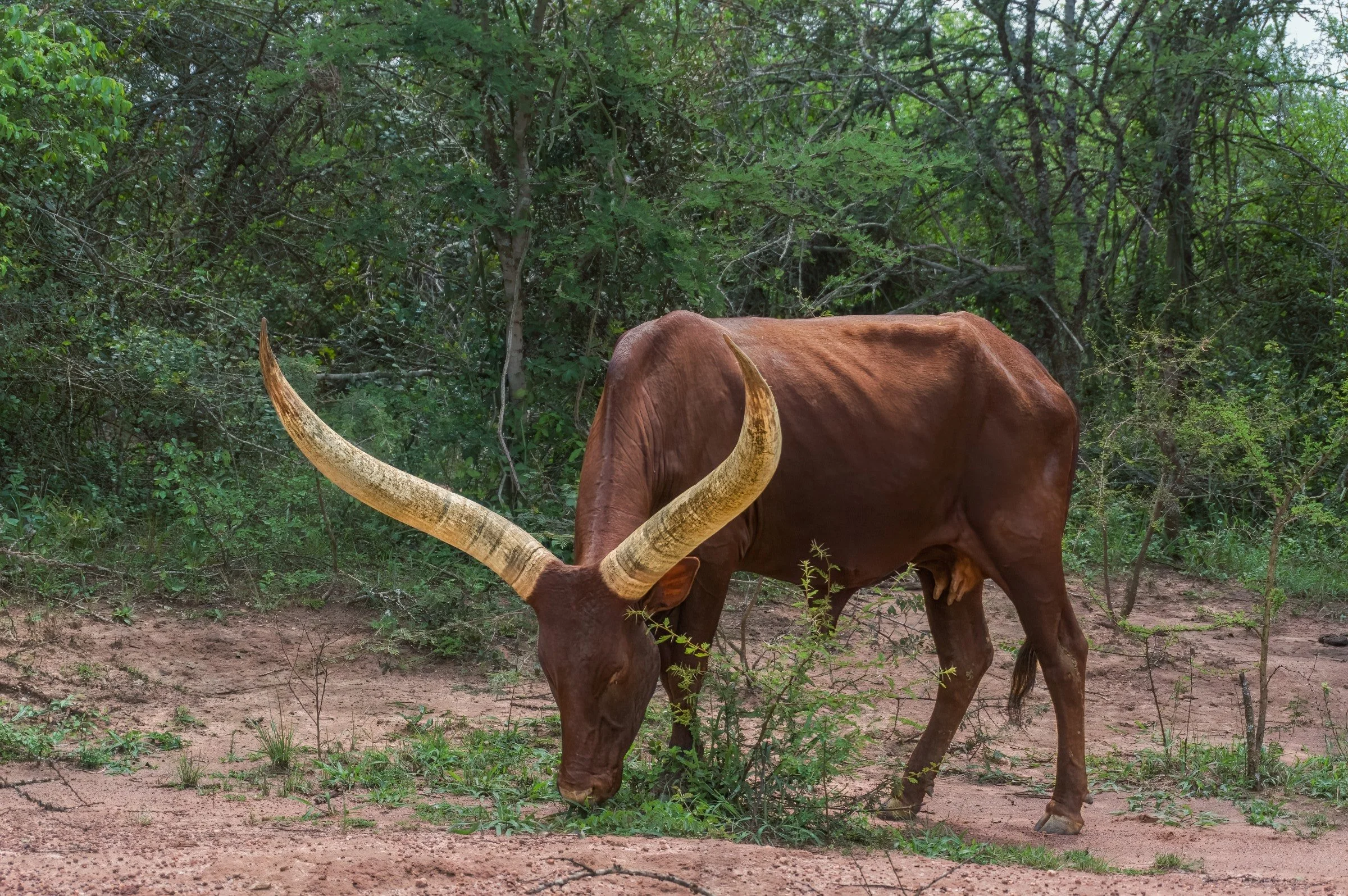 Ankole Longhorn Cow