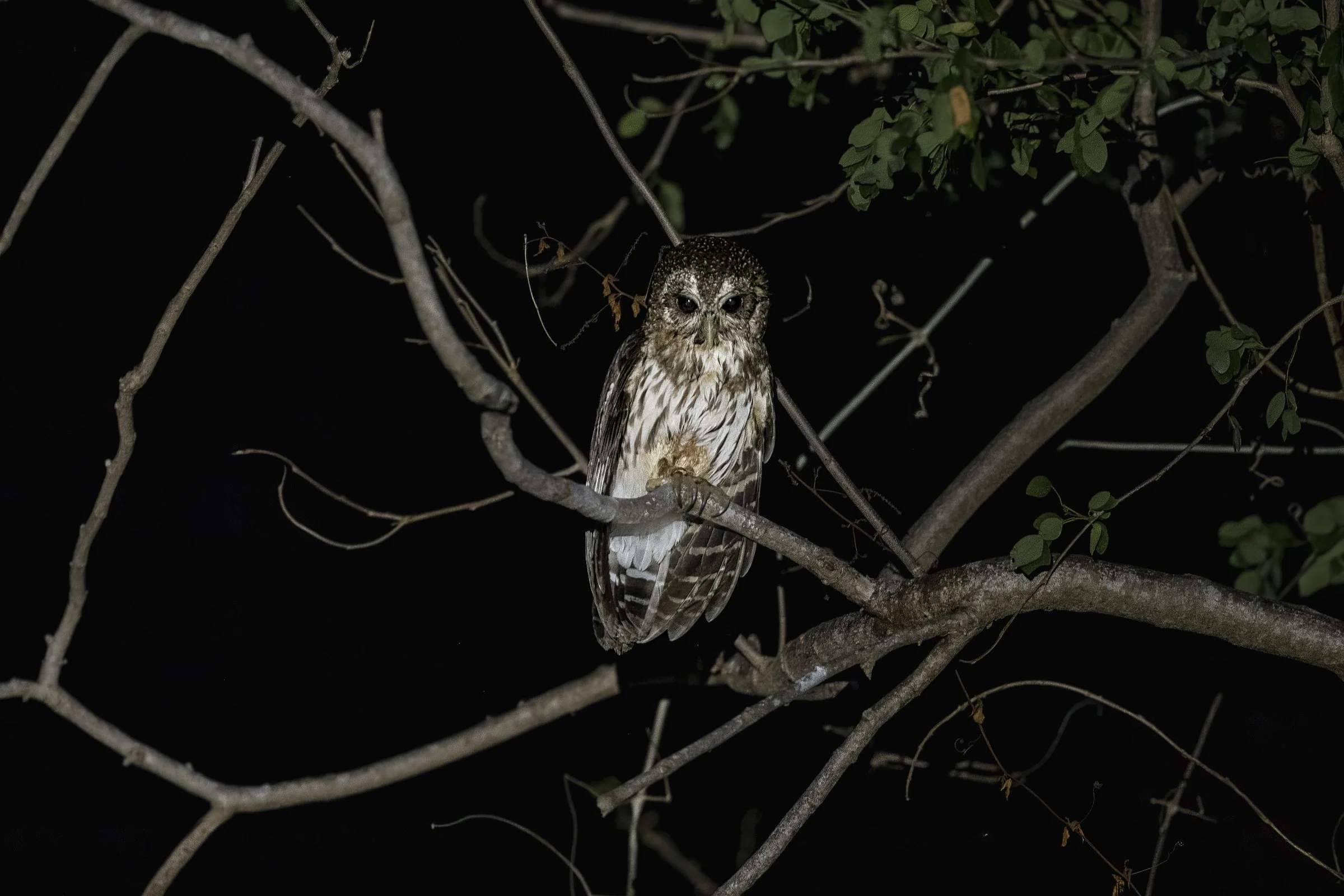Mottled Owl