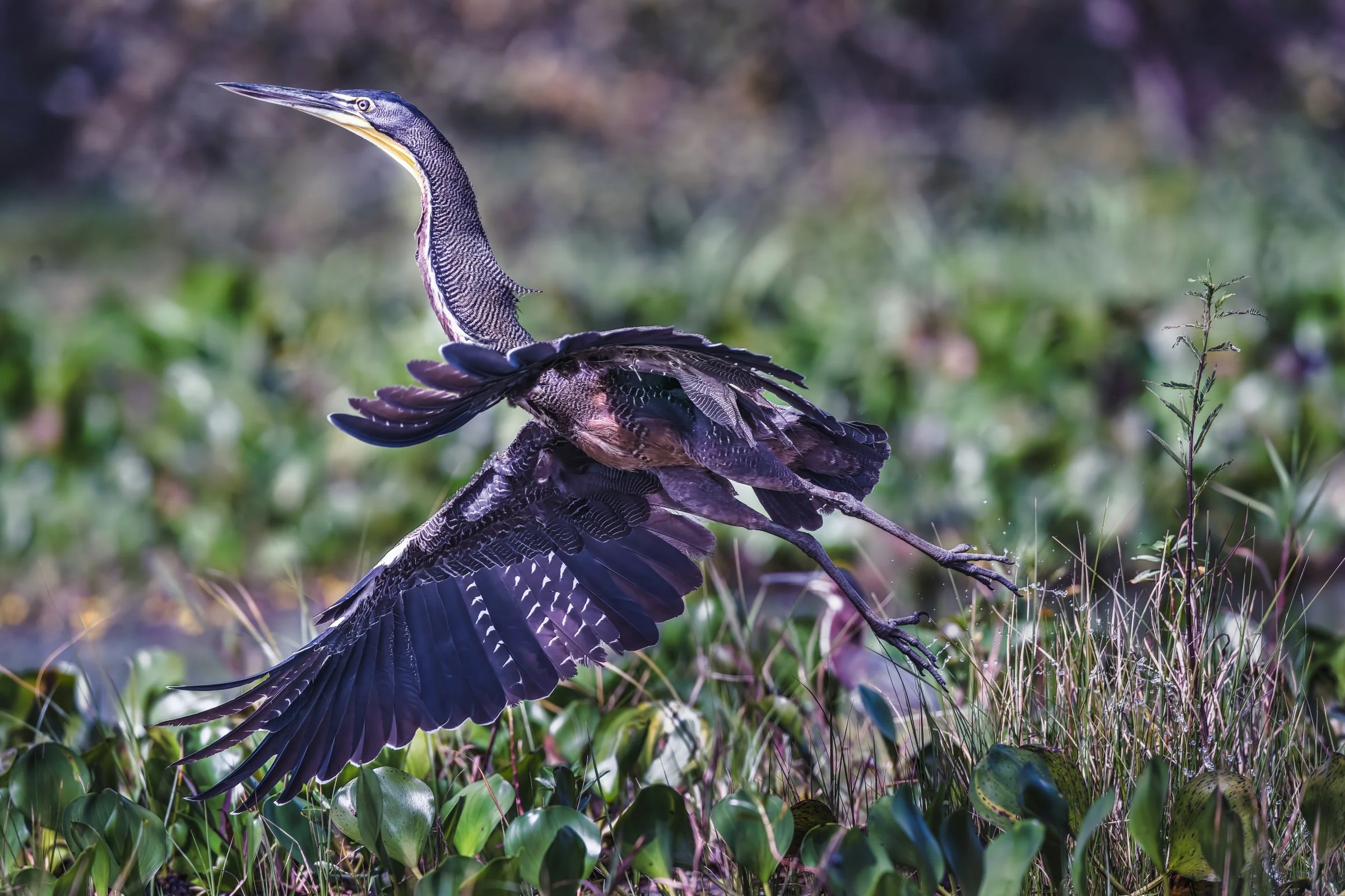 Tiger Heron in Flight