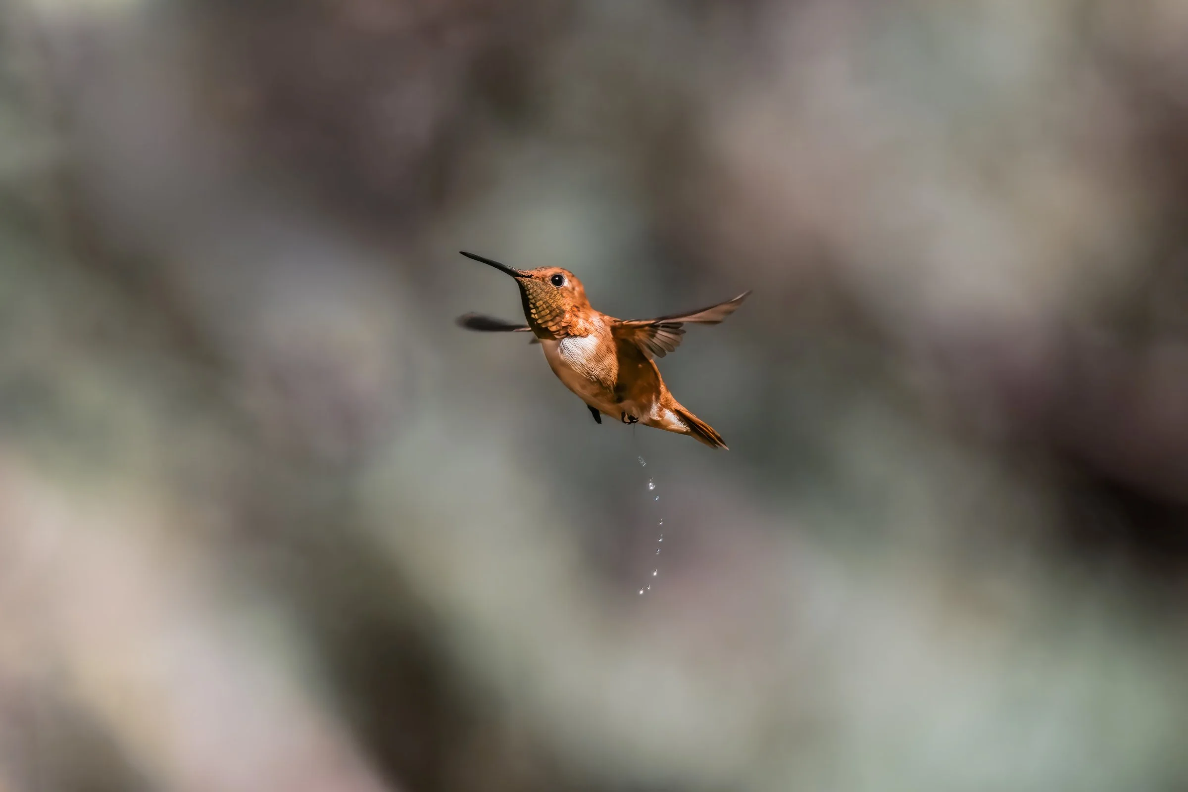 DSC_6909-DeNoiseAI-raw-gigapixel-hq-scale-3_86x-cropped-SAI-Focus-Edit-Edit.jpg