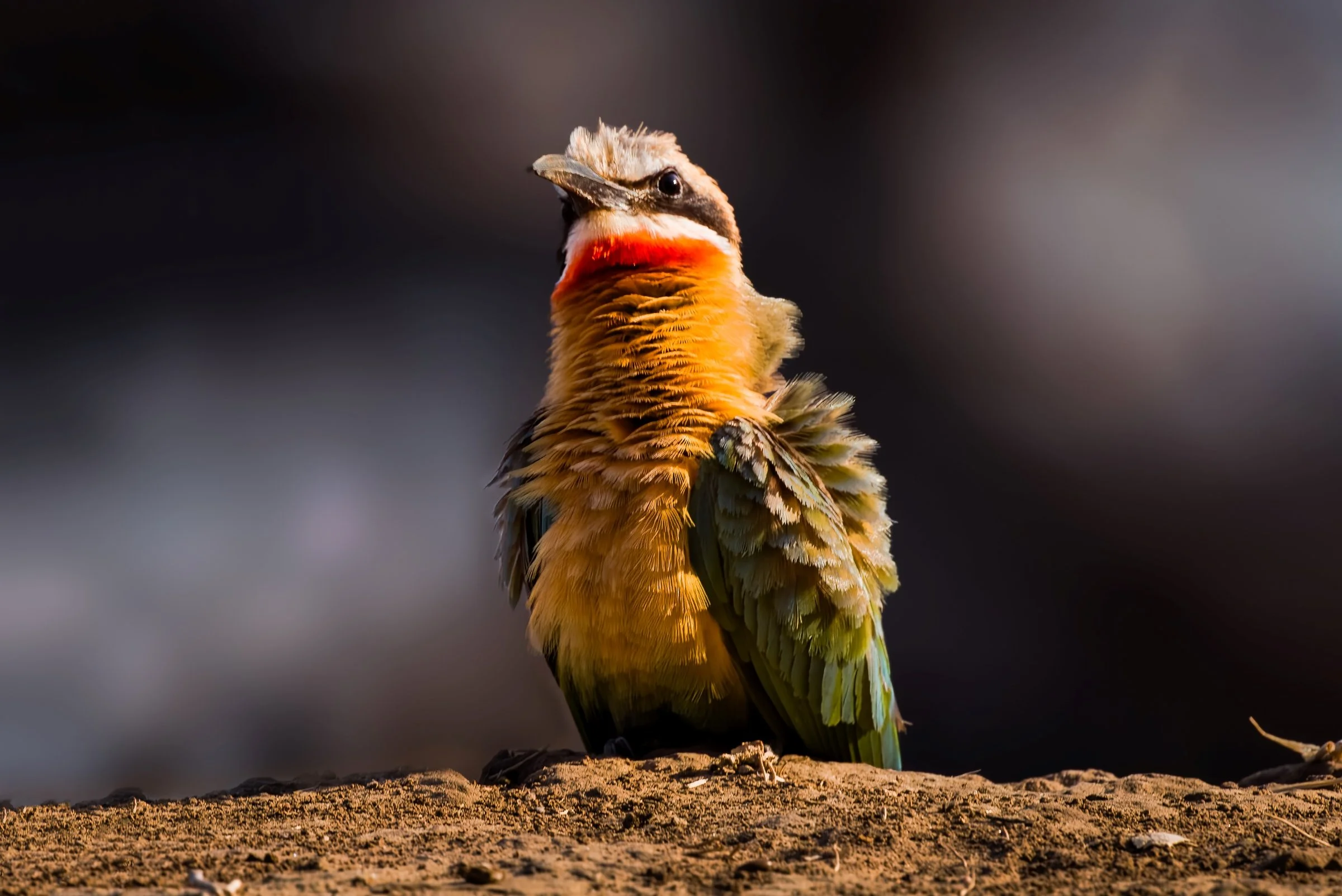 _8103493-DeNoiseAI-raw-Edit-Edit.jpg