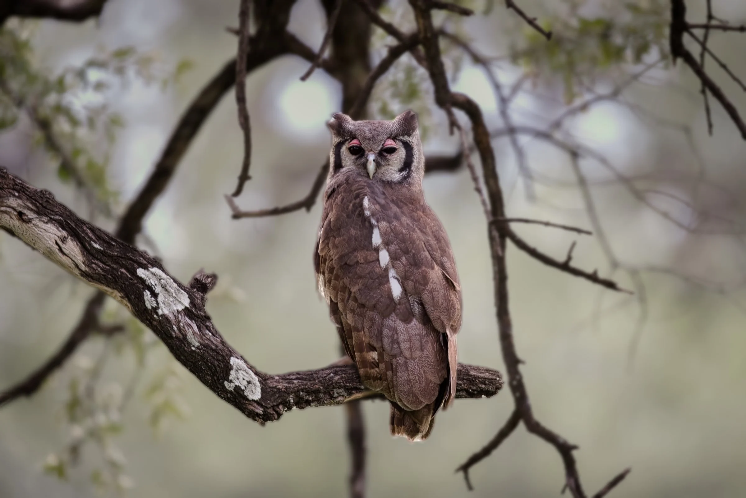 Verreaux's Eagle-Owl