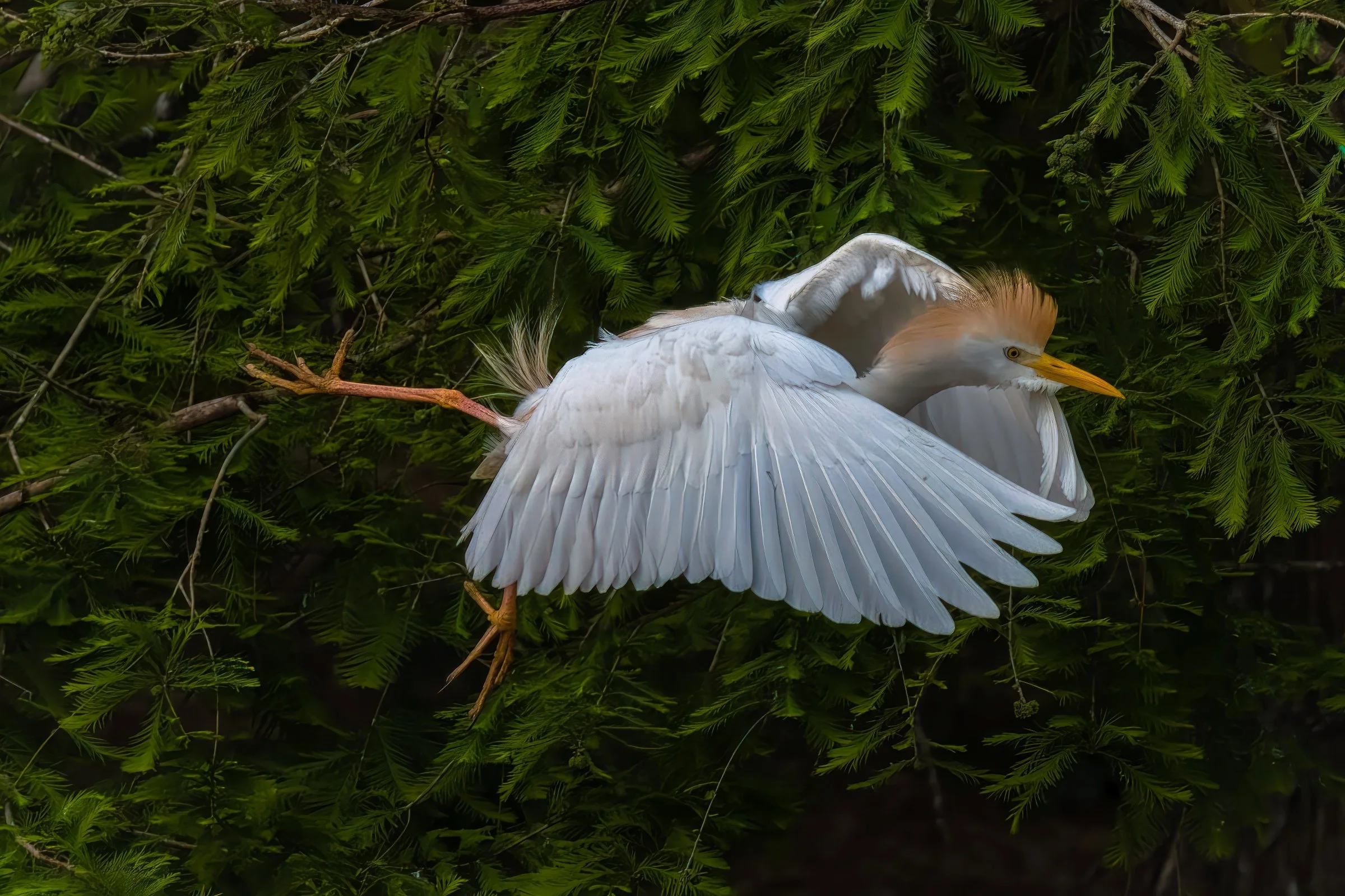 Cattle Egret - Resoft Park, Alvin 2024