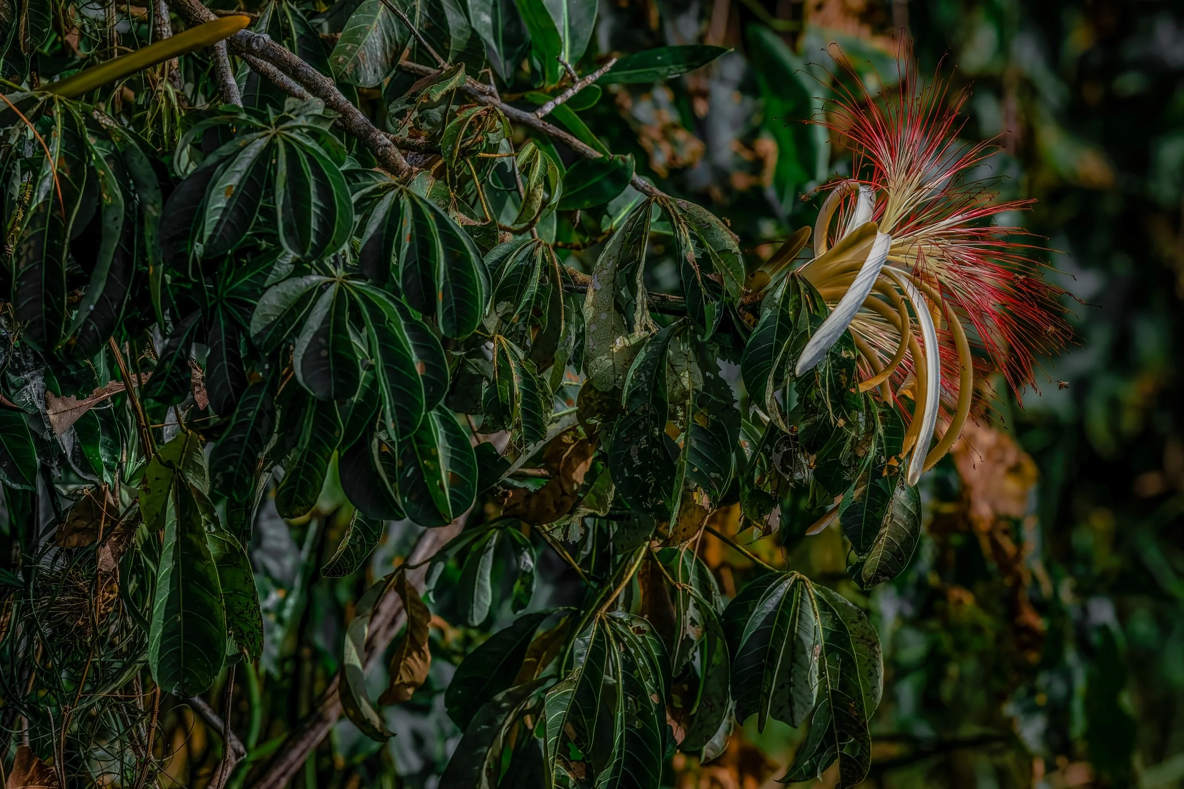 DSC_2767-DeNoiseAI-raw-SAI-Focus-Edit-2.jpg