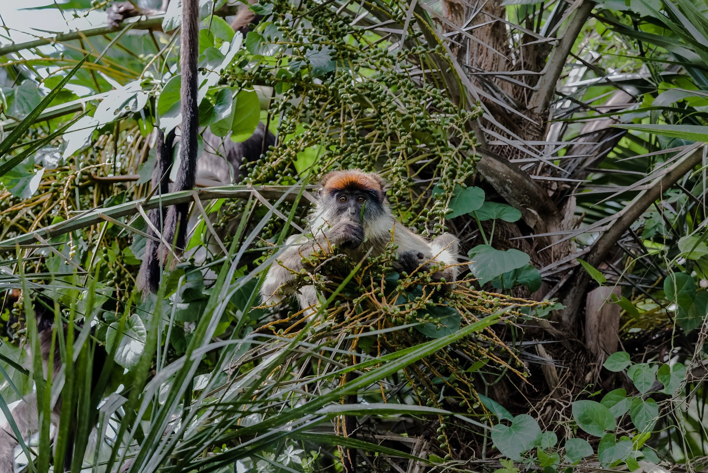 Red Colobus Monkey