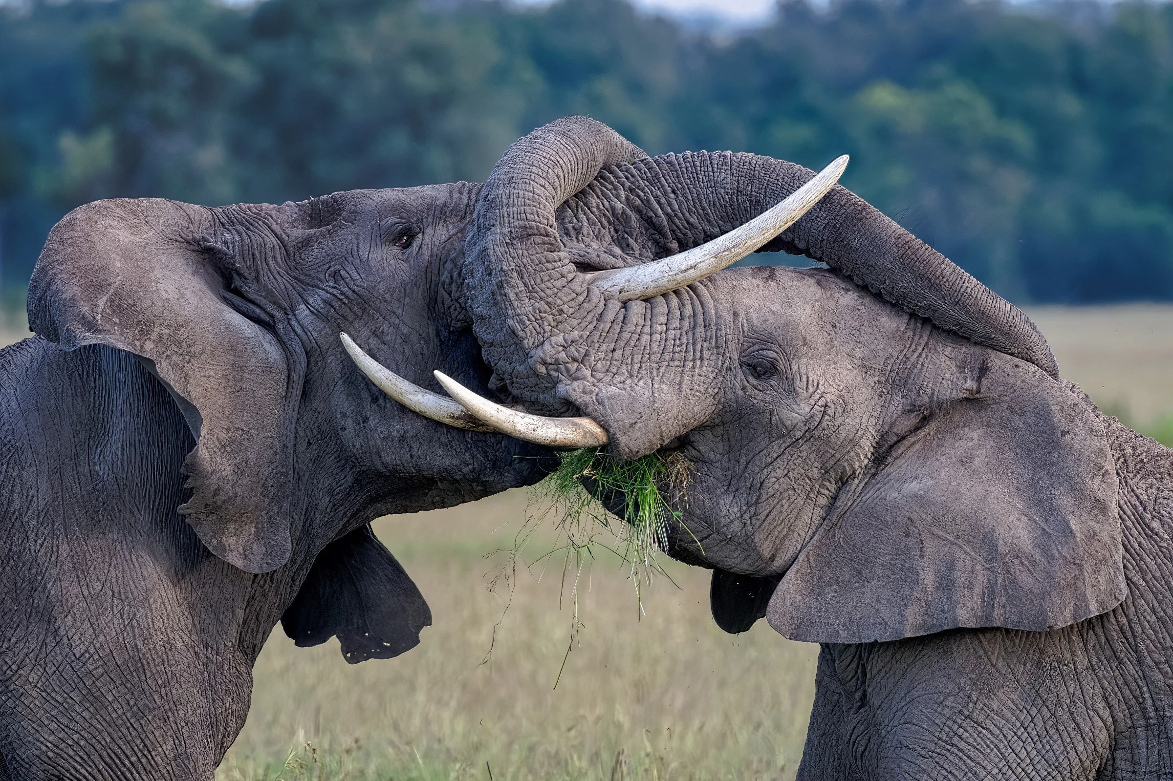 Maasai Mara NR, Kenya 2018